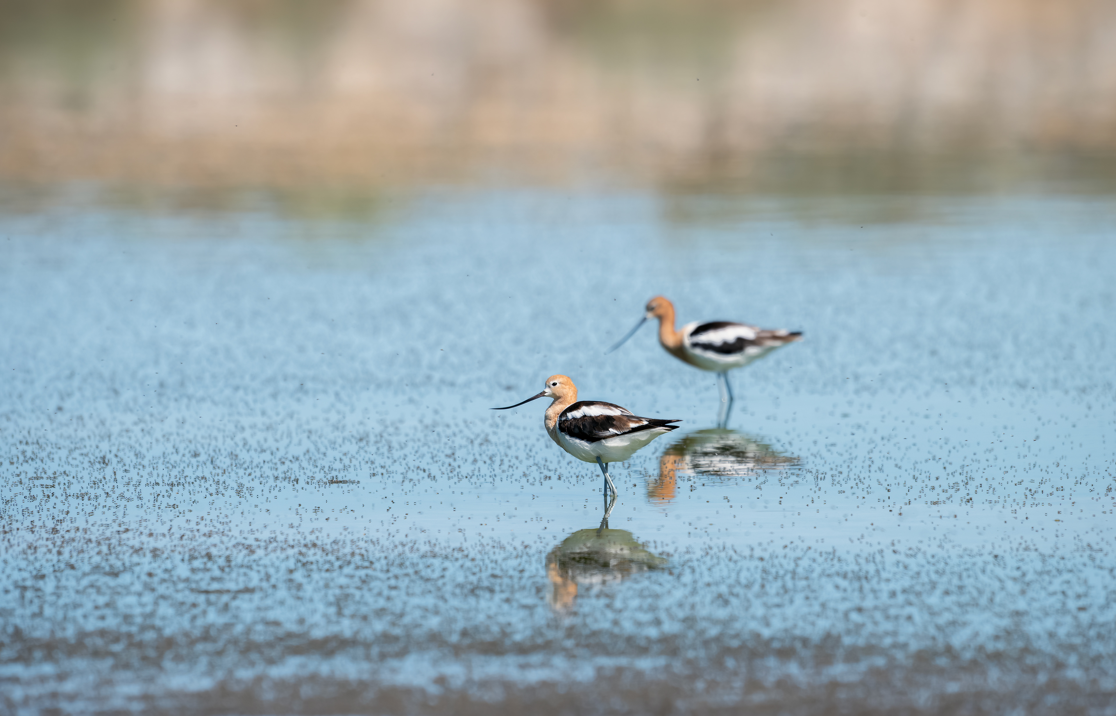 American Avocet - Antelope Island - Salt Lake City, Utah