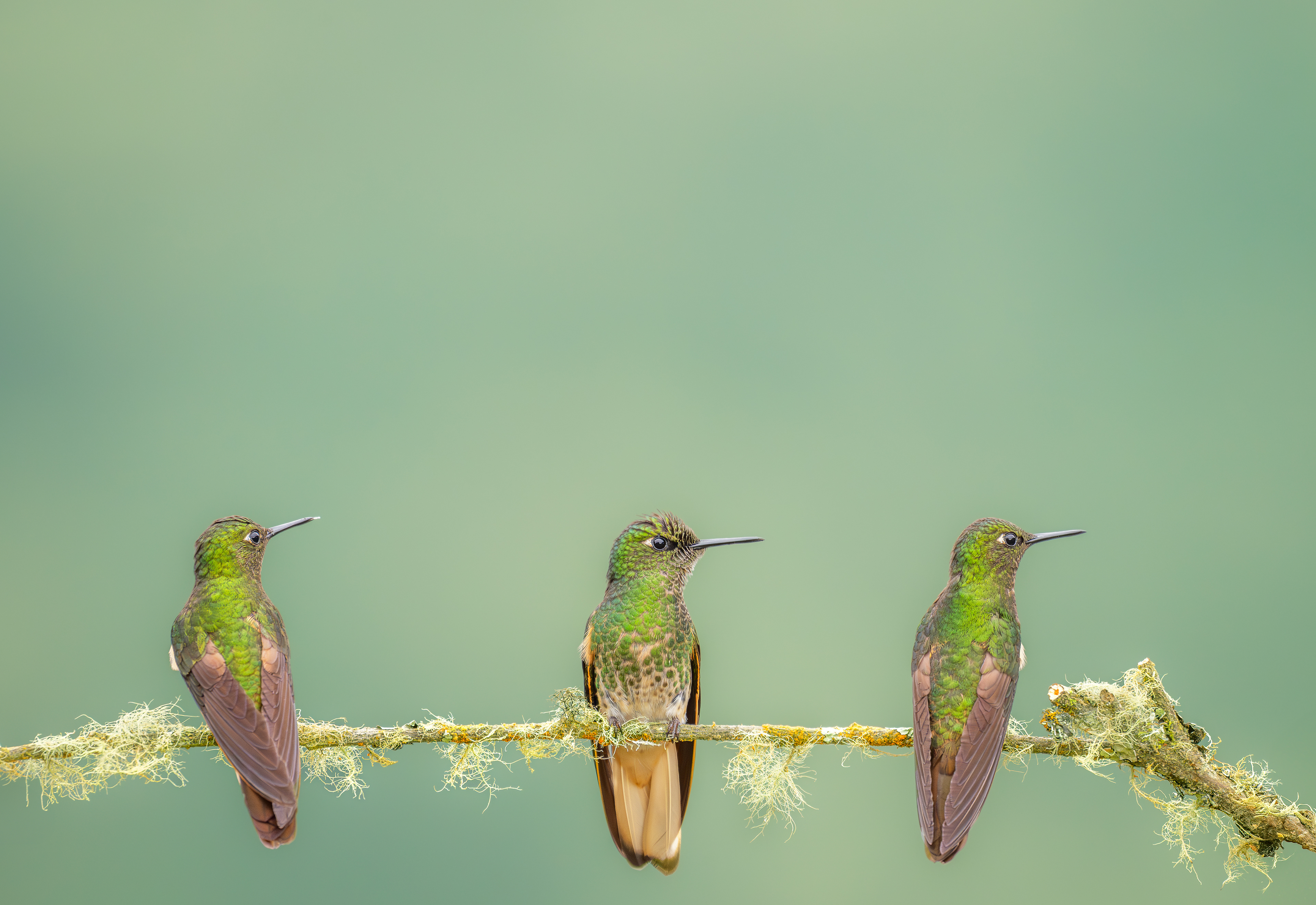 Buff-tailed Coronet  - El Color de mis Rêves Glamping - Caldas, Colombia