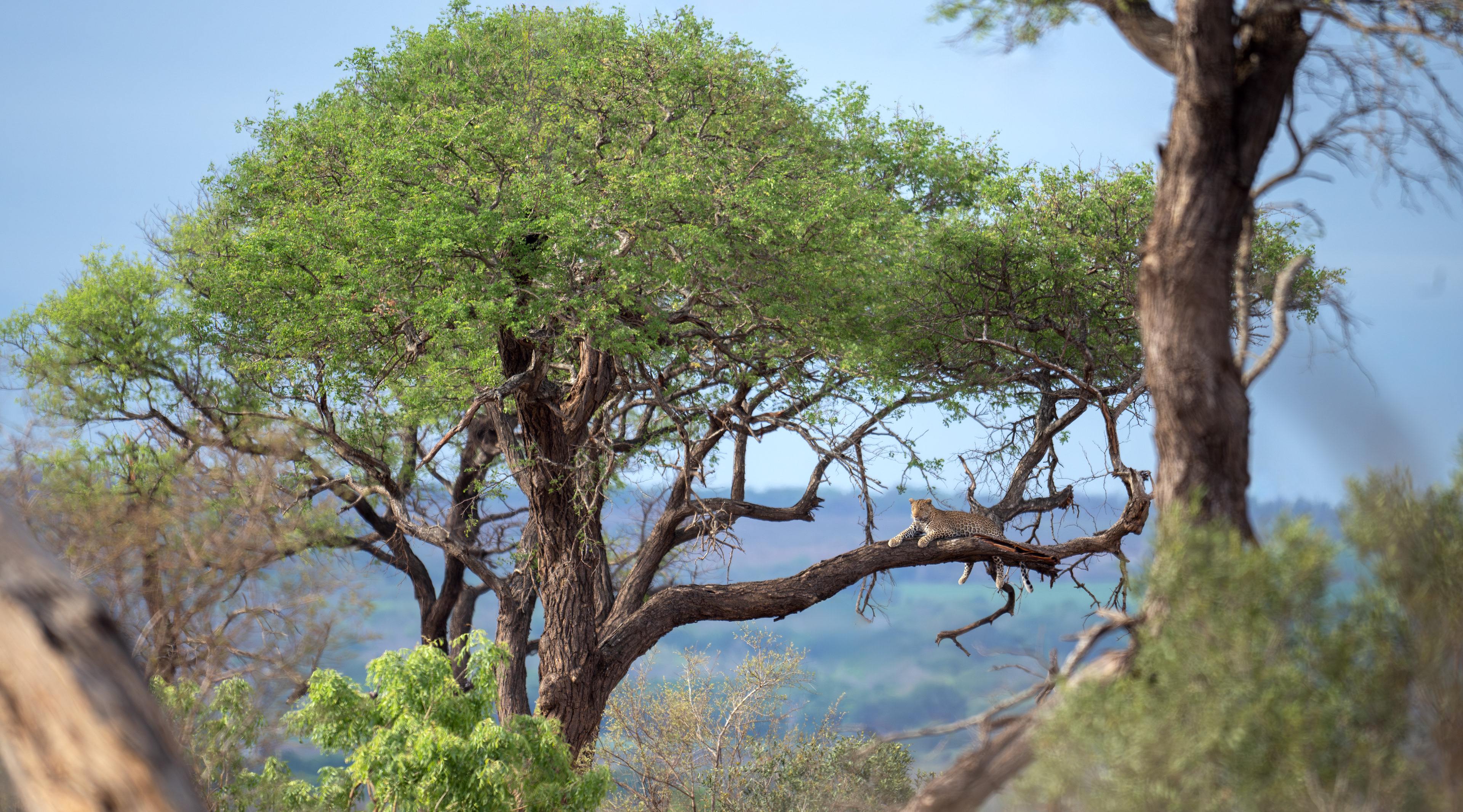 Leopard - Kruger National Park, South Africa
