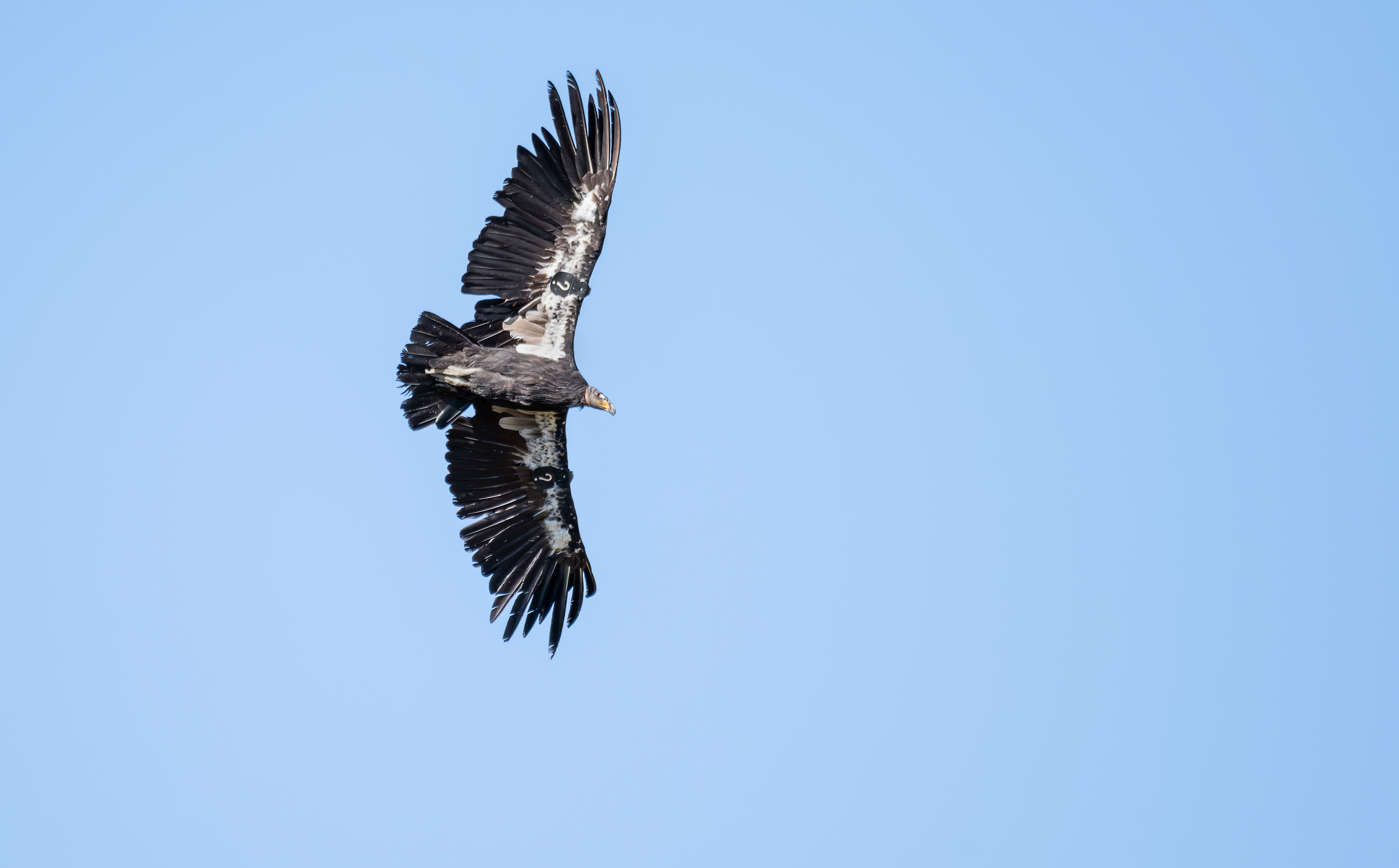 California Condor - unknow tag - Kolob Creek Waterfall - Washington County, Utah