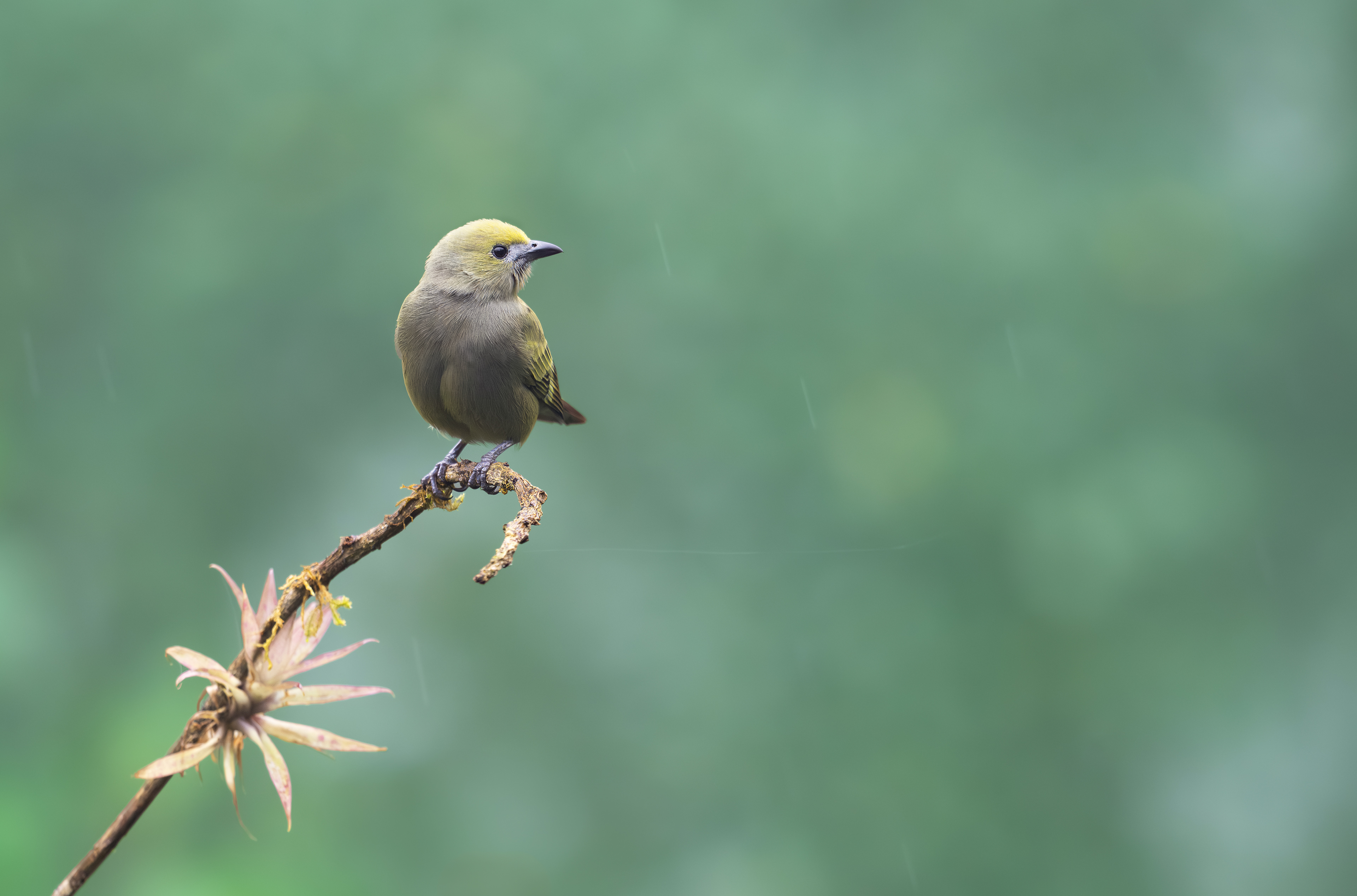 Palm Tanager - San Felipe - Cauca, Colombia