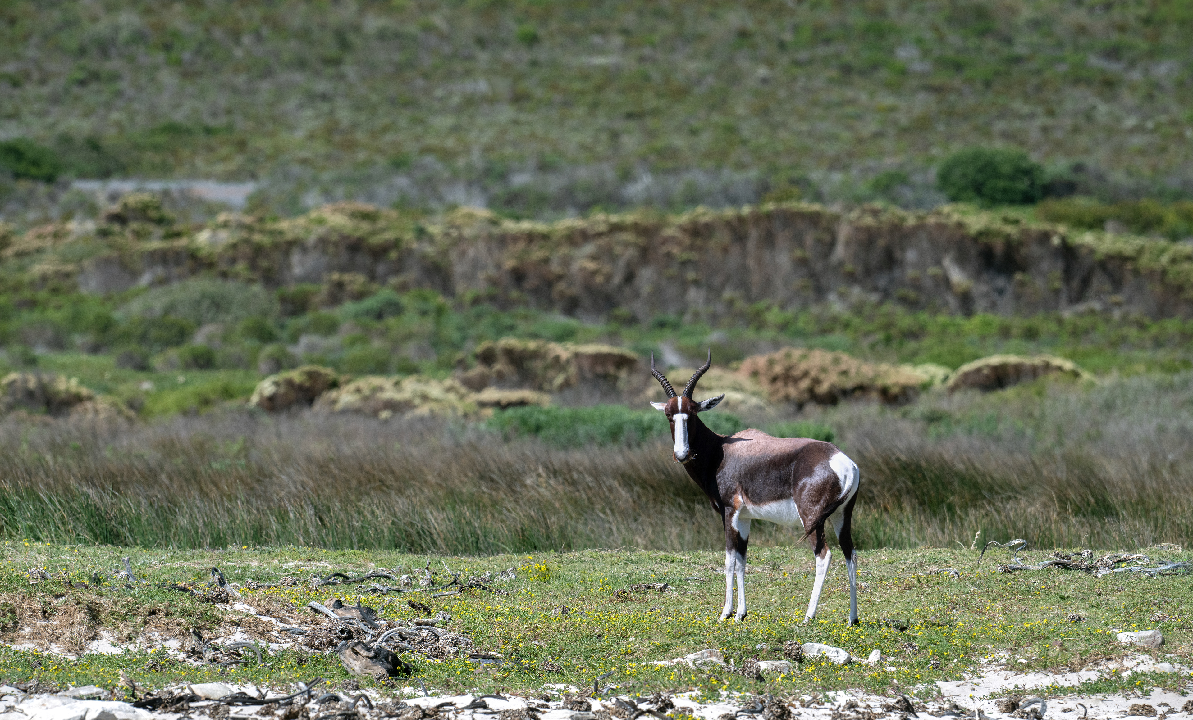 Bontebok -  - The Cape of Good Hope - South Africa