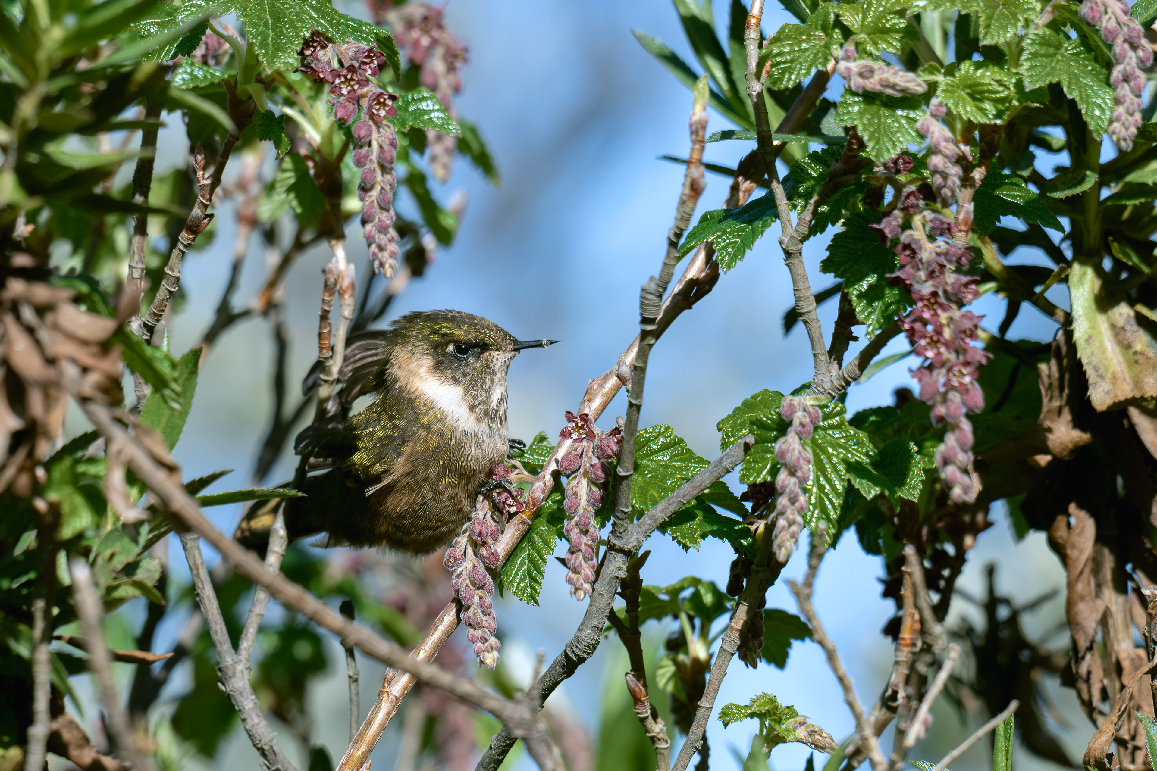 Buffy Helmetcrest - female - Los Nevados - Colombia