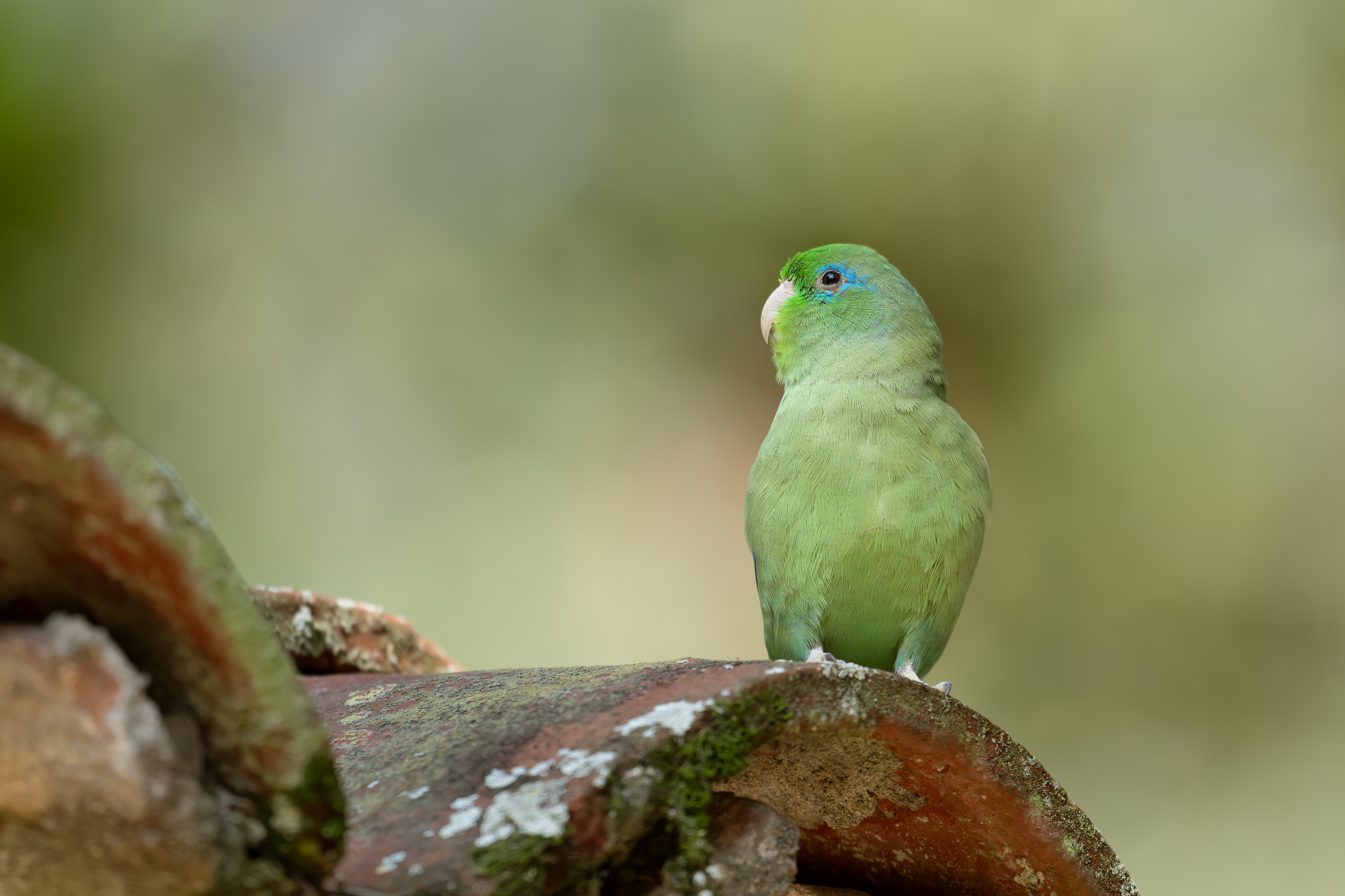 Spectacled Parrotlet - Laguna de Sonso - Cauca, Colombia
