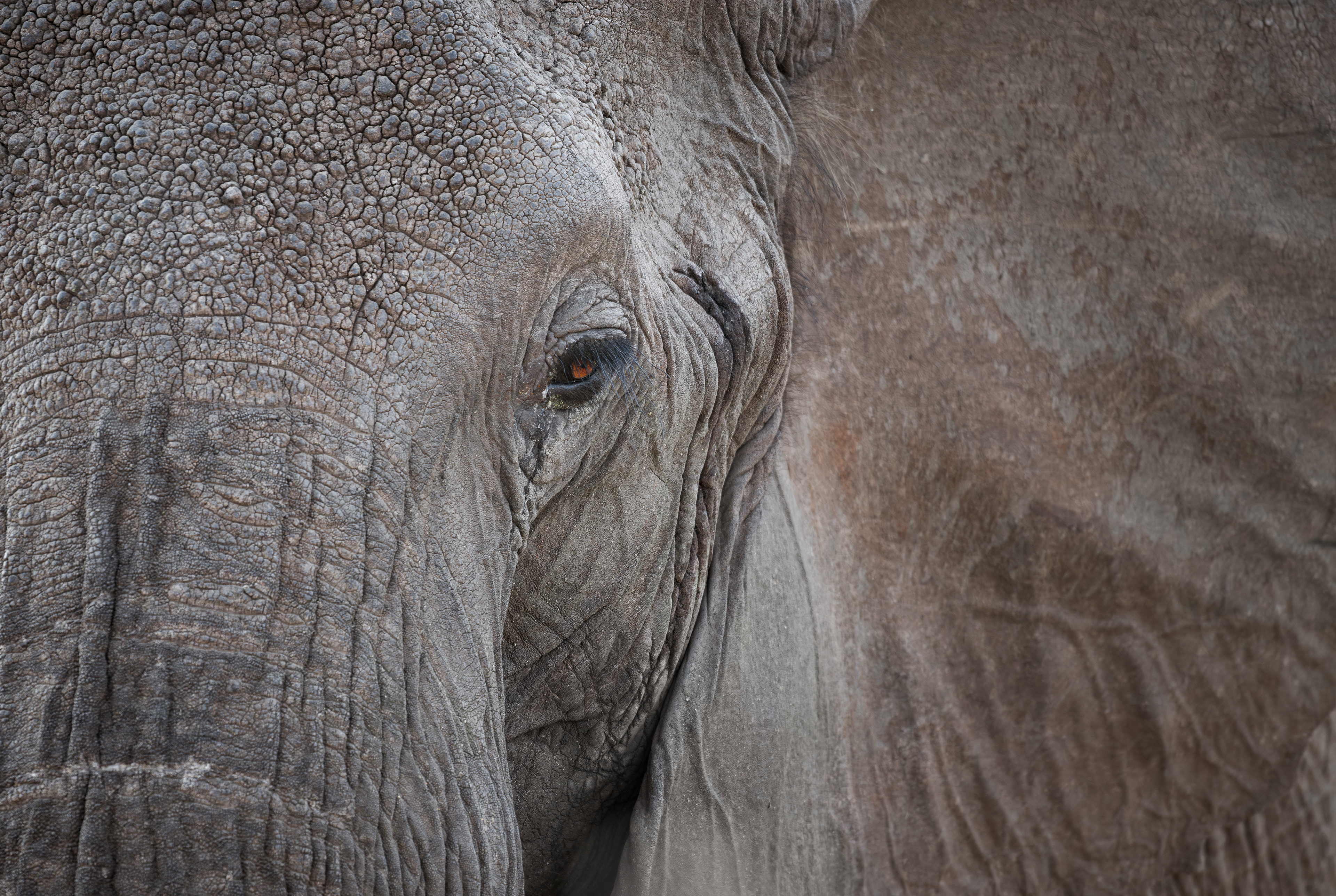 Elephant - Kruger National Park - South Africa