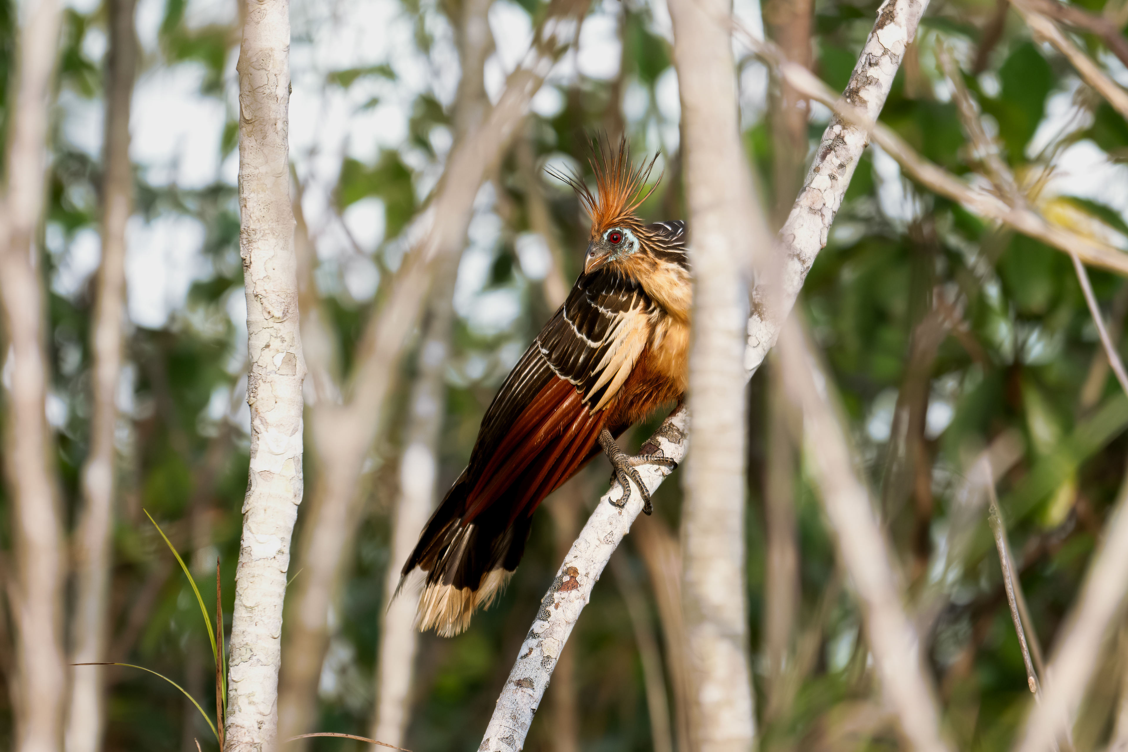 Hoatzin - Maués River - Maués, Brazil