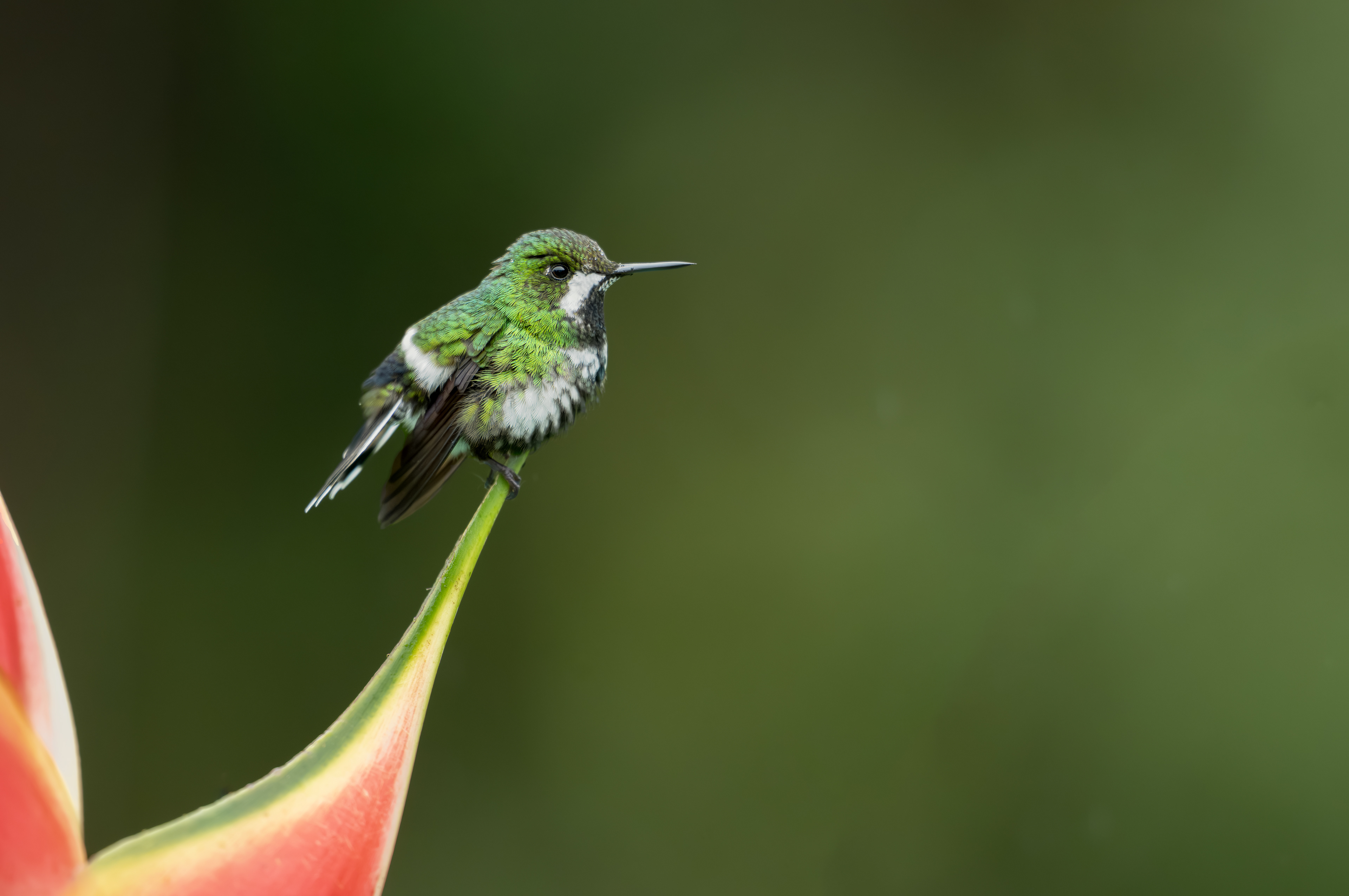 Green Thorntail - female - Doña Dora - Cauca, Colombia