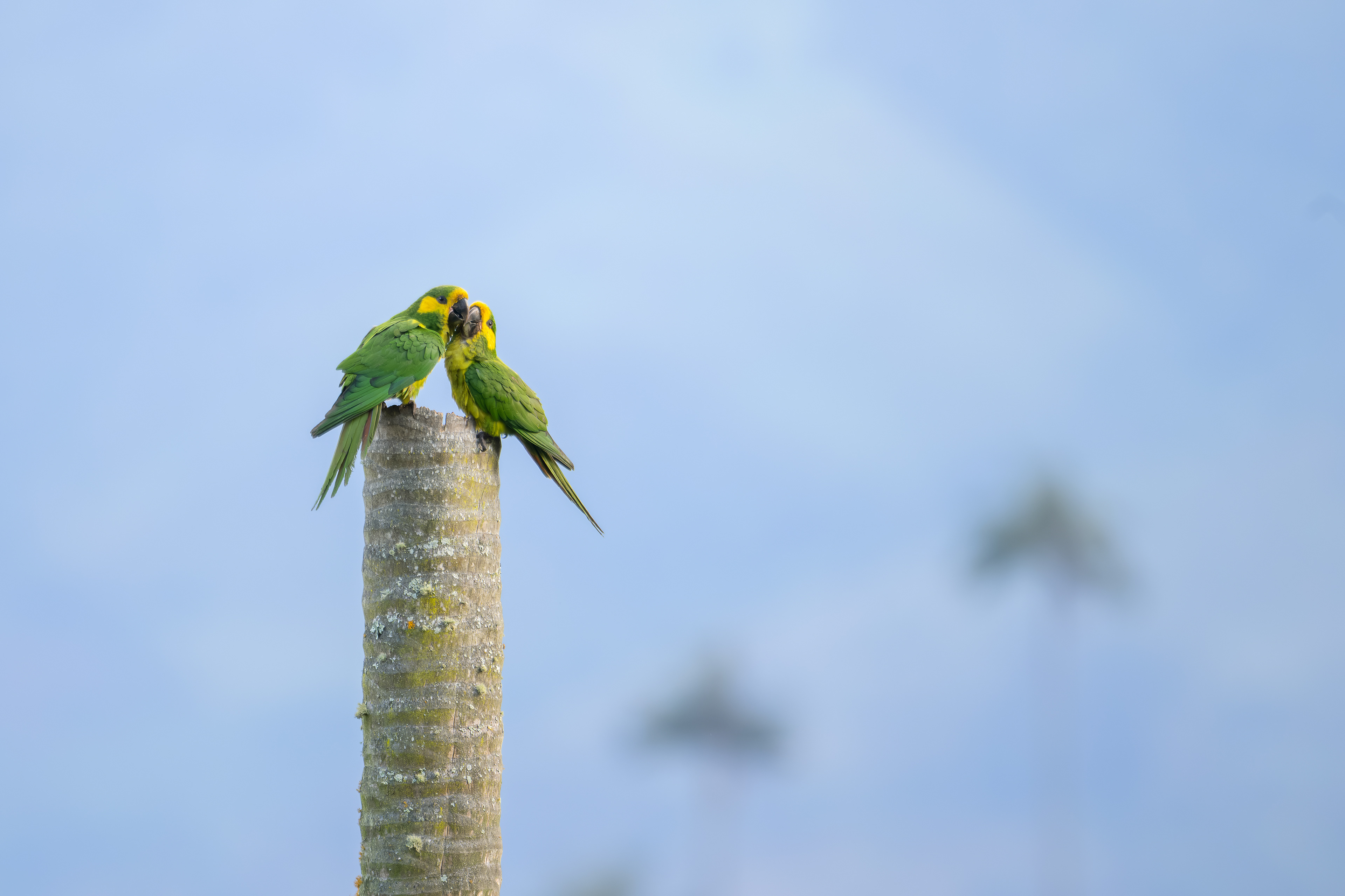 Yellow-eared Parrots - La Tribuna (Yellow-eared Parrot Hotspot) Tolima, Colombia