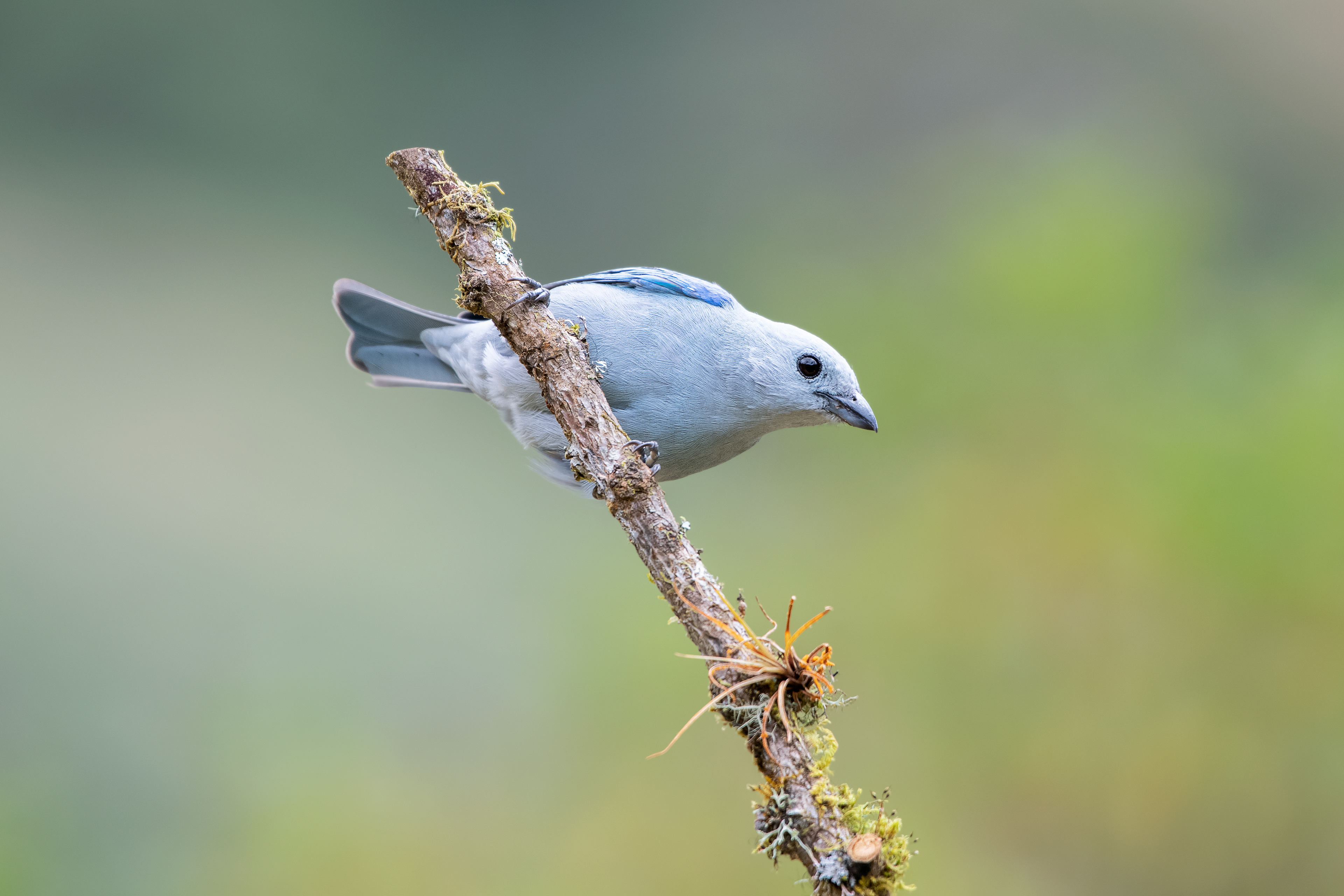 Blue-gray Tanager - Bastú Garden - Costa Rica