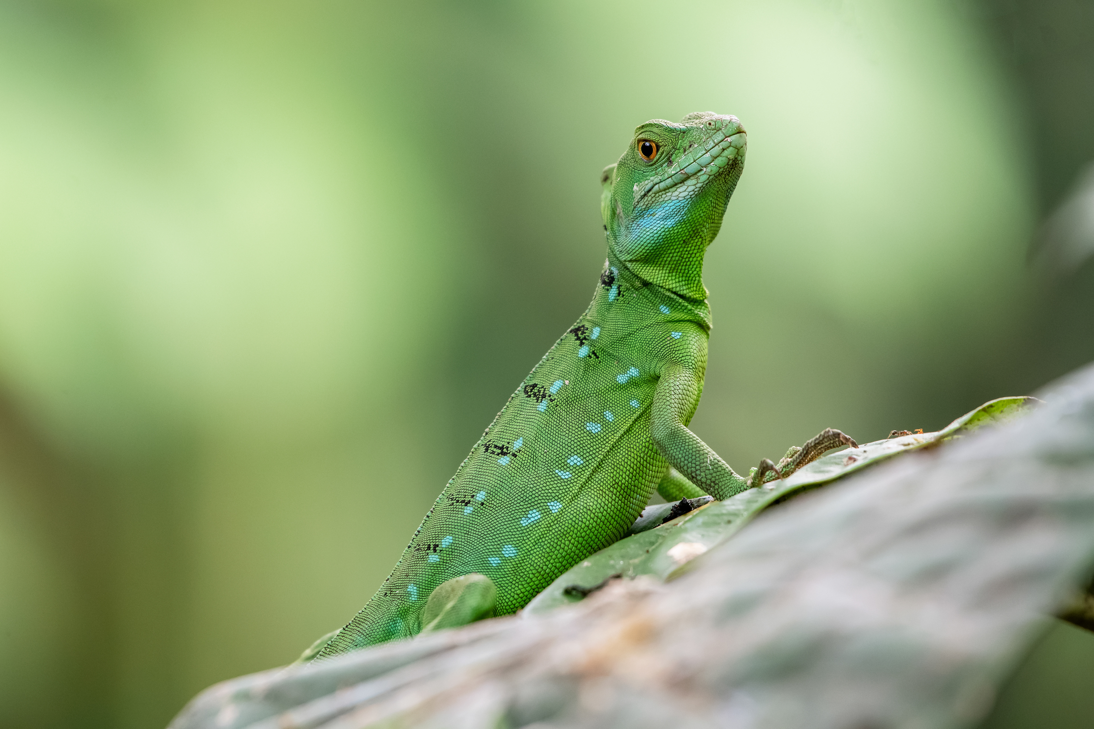 Lizard - Donde Cope - Costa Rica