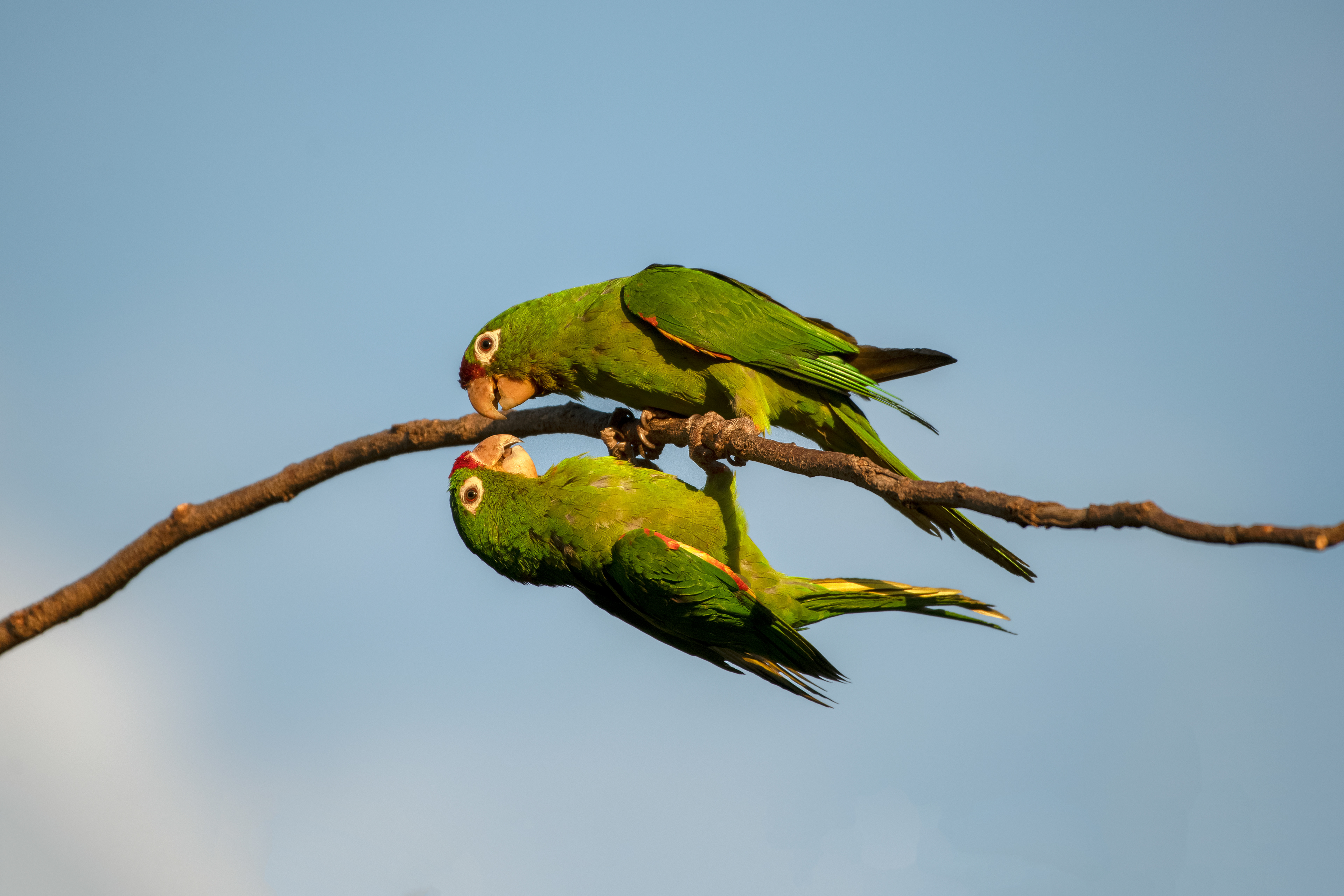 Crimson-fronted Parakeet -San Jose - Costa Rica