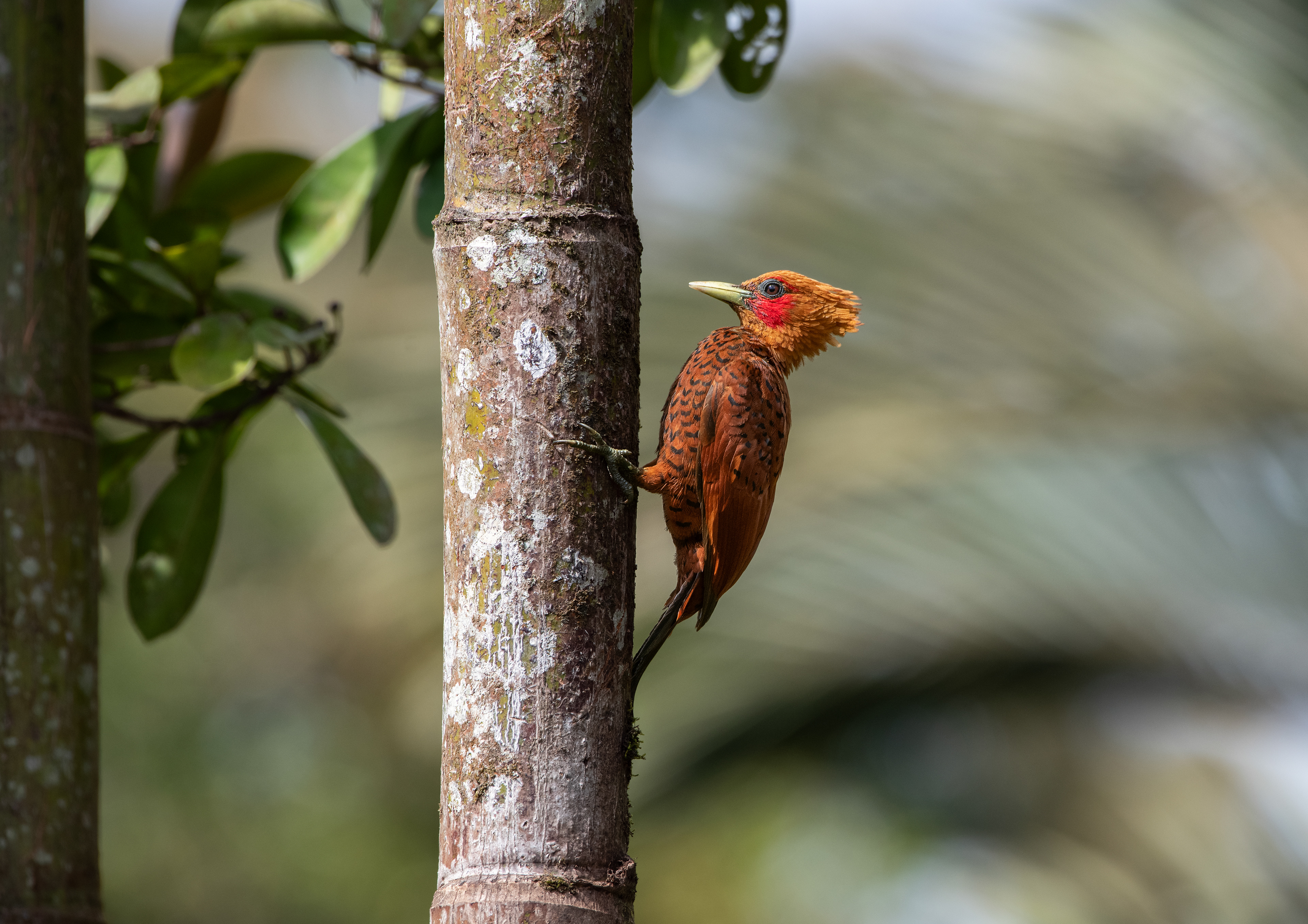 Chestnut-colored Woodpecker - La Plantanera - Marta's porch - Costa Rica