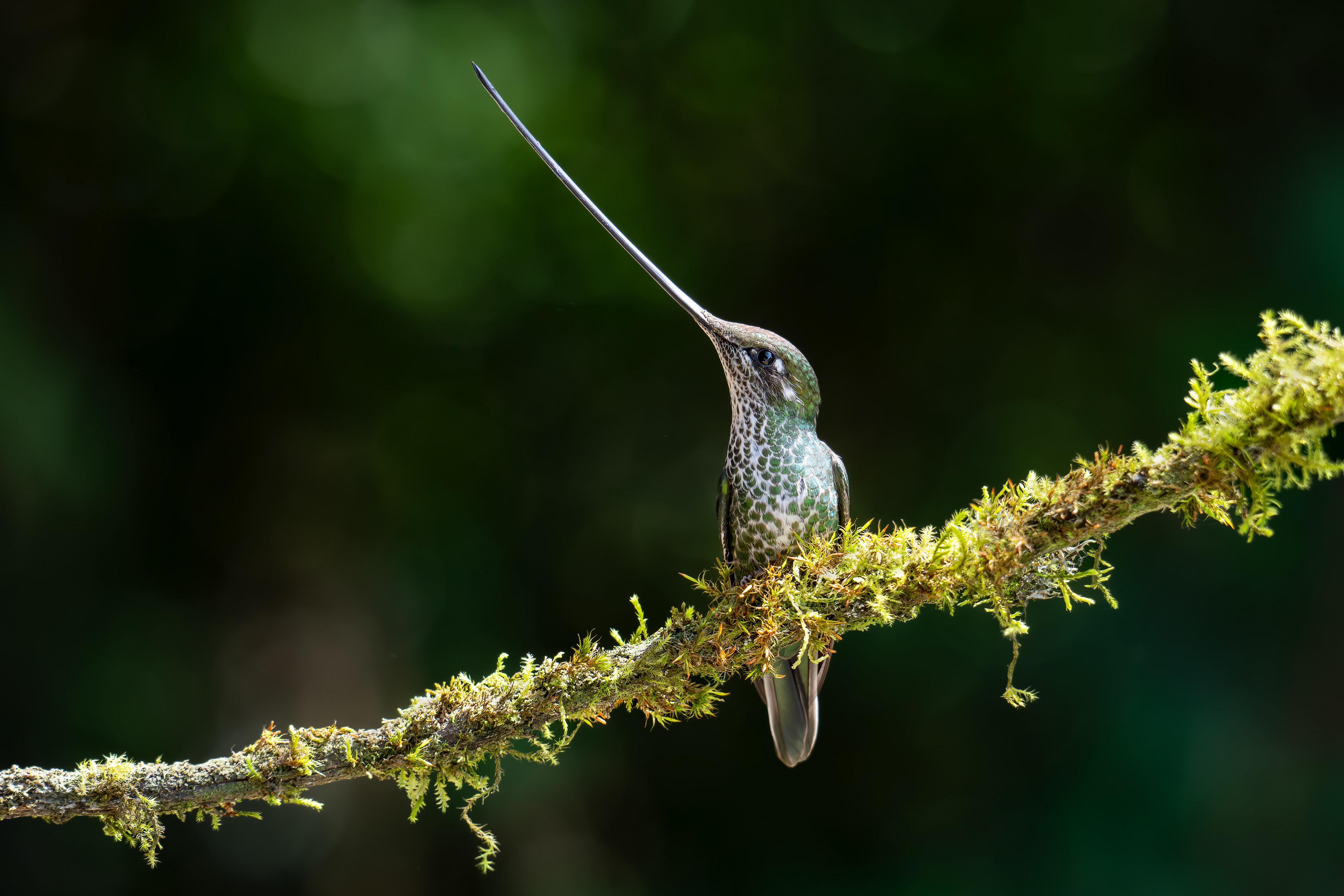 Sword-billed Hummingbird - female - Reserva Ecológica Río Blanco - Colombia