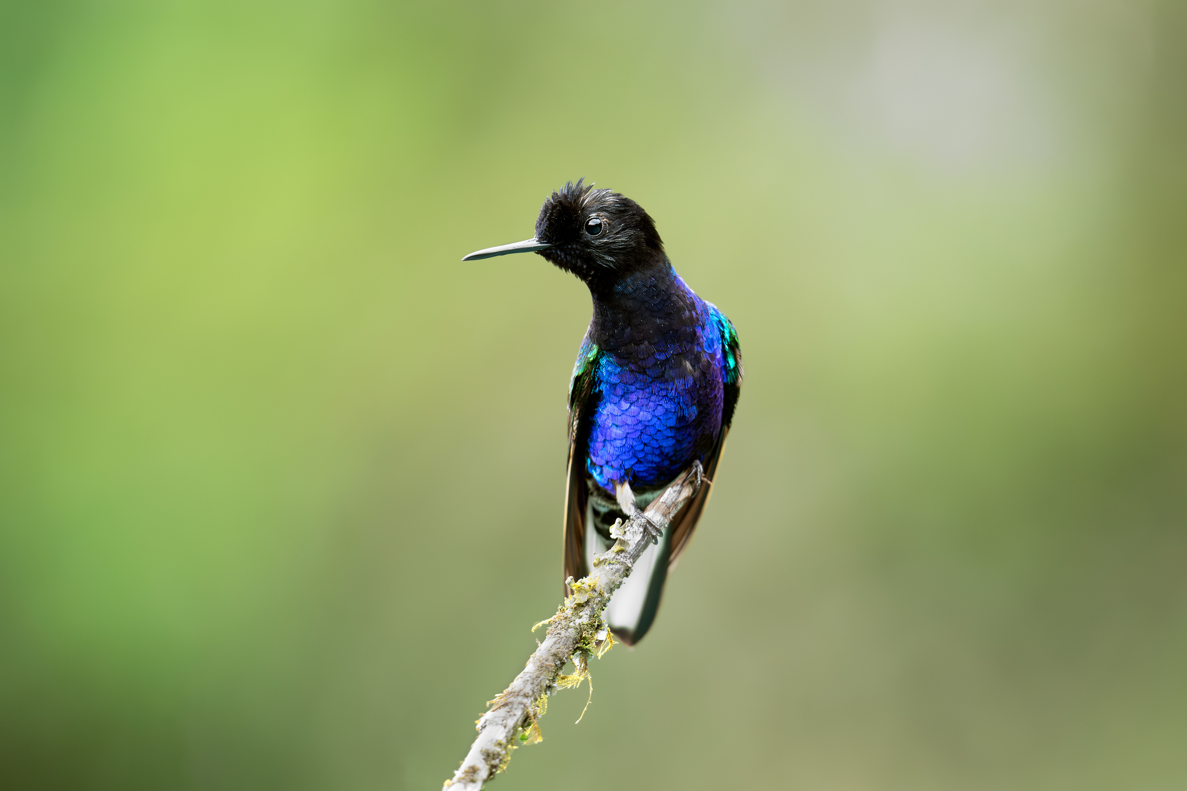 Velvet-purple Coronet - Doña Dora - Cauca, Colombia