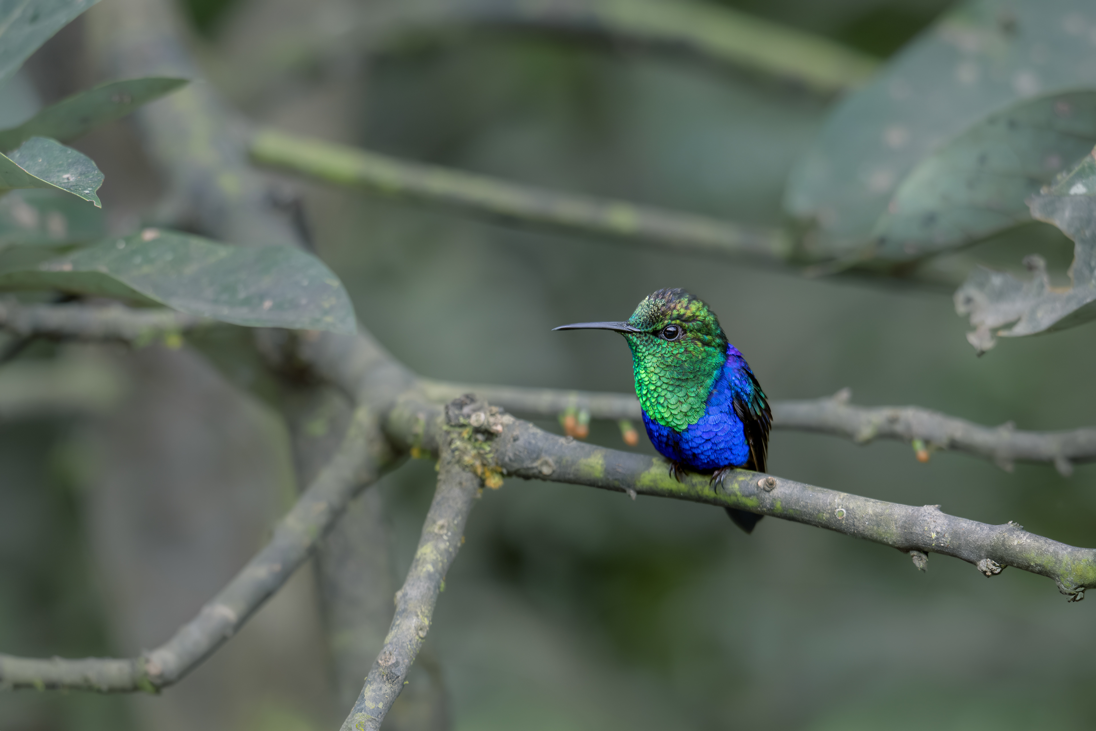 Crowned Woodnymph - Vía Cali - Dagua - Cauca, Colombia