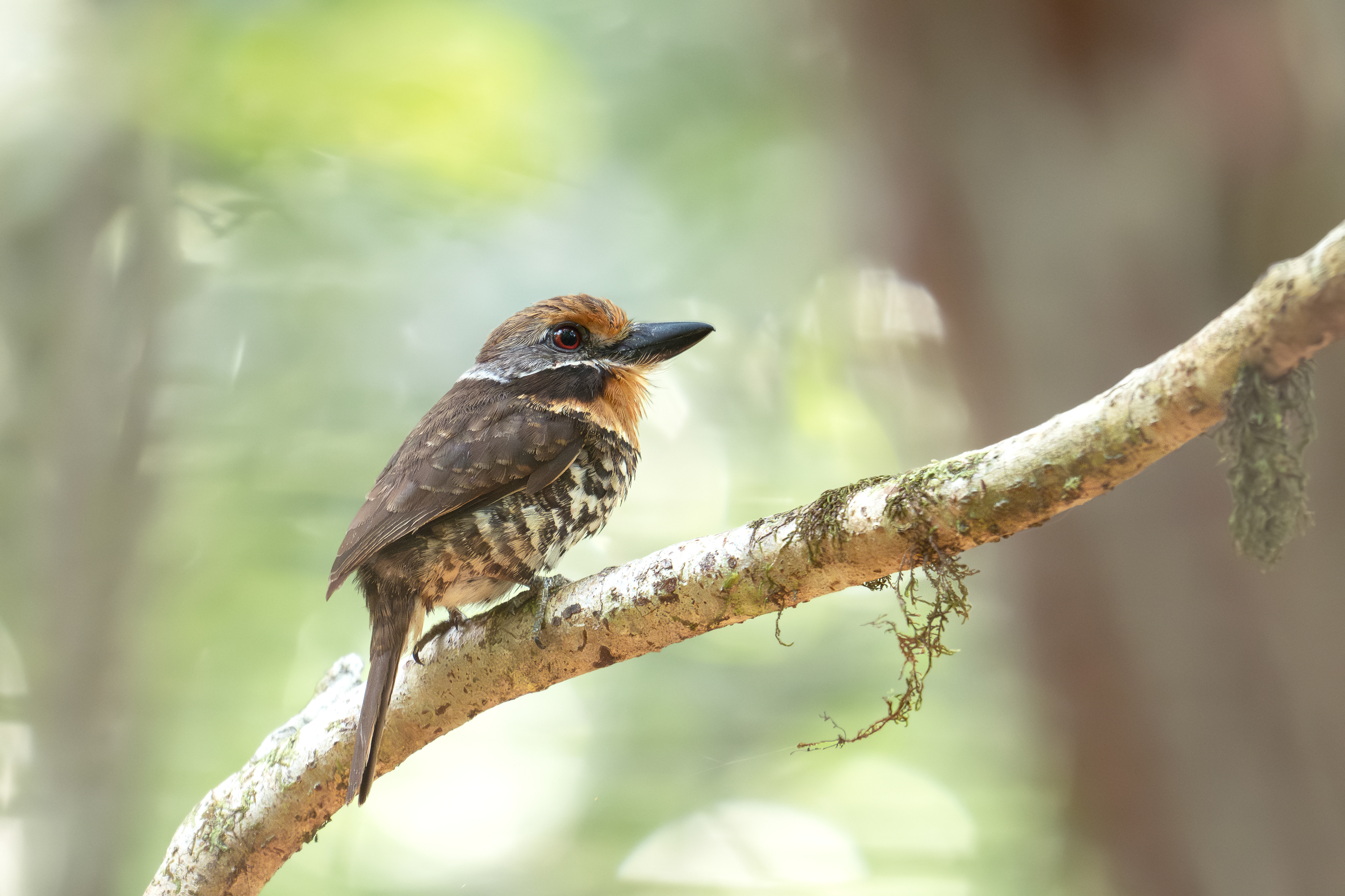 Spotted Puffbird - Presidente Figueiredo, Brazil