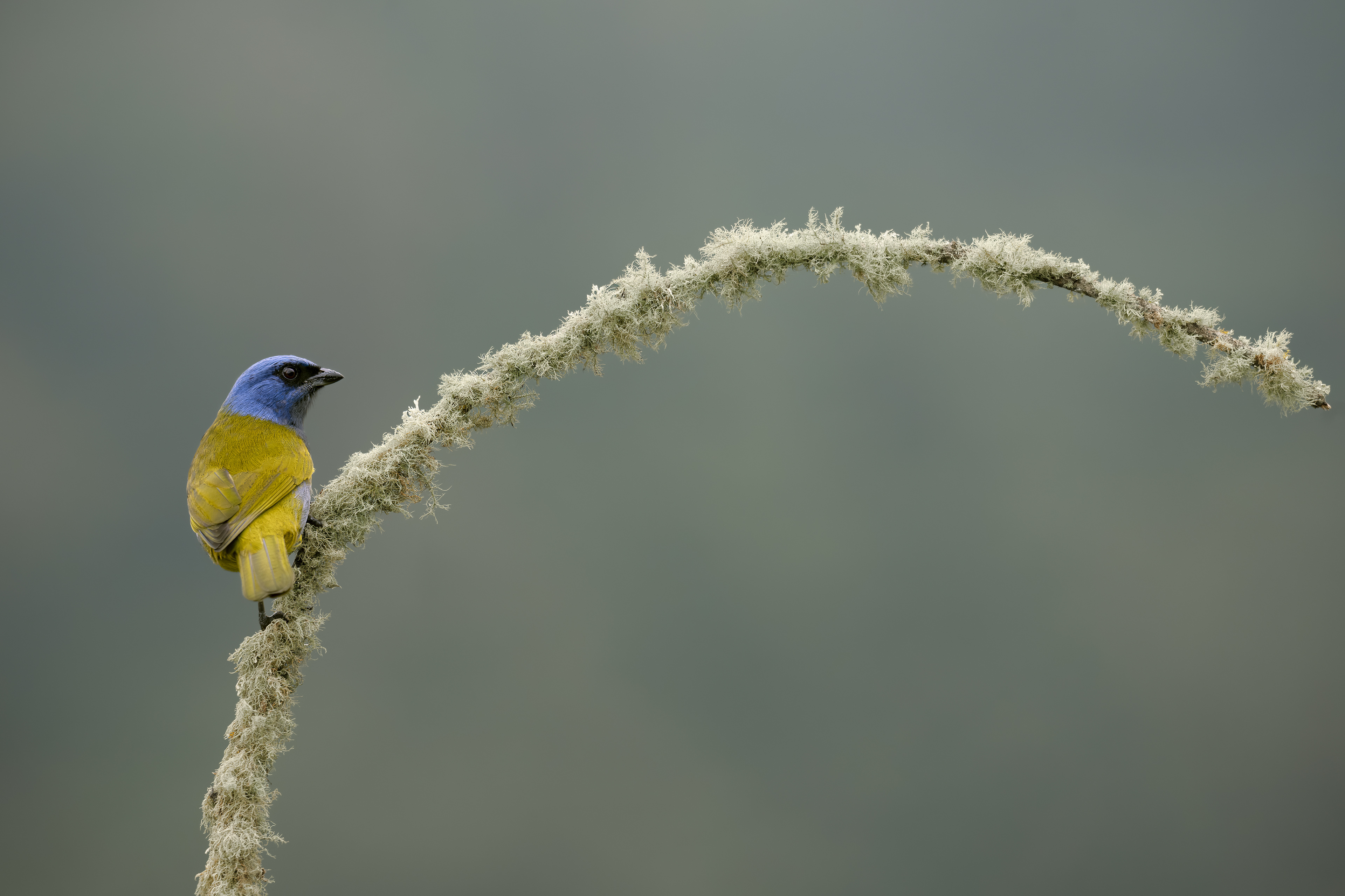 Blue-capped Tanager -  - El Color de mis Rêves Glamping - Caldas, Colombia