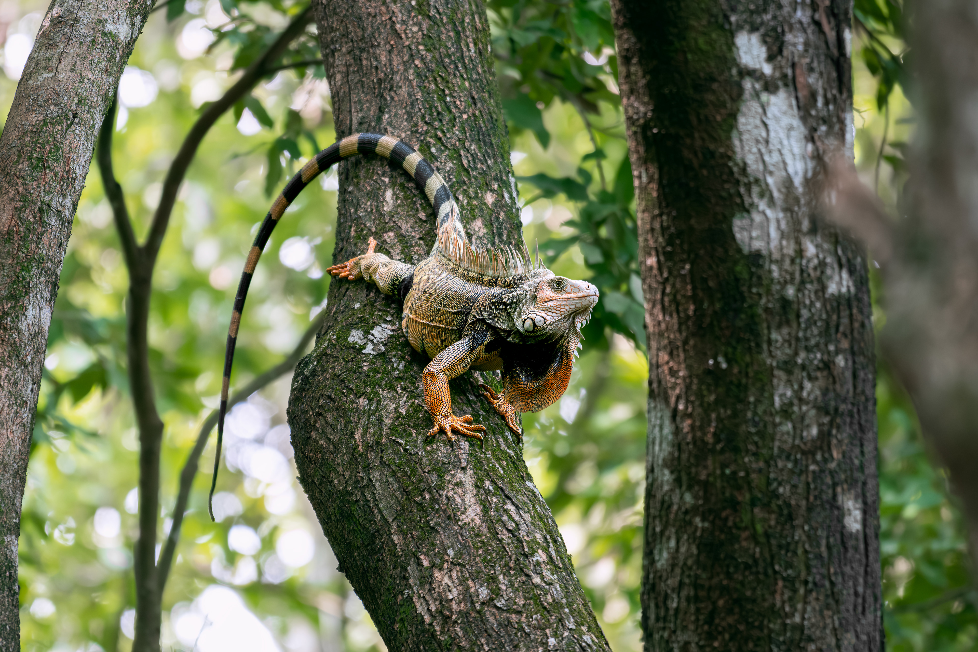 Green Iguana - Ecoparque Lago de las Garzas - Cauca, Colombia