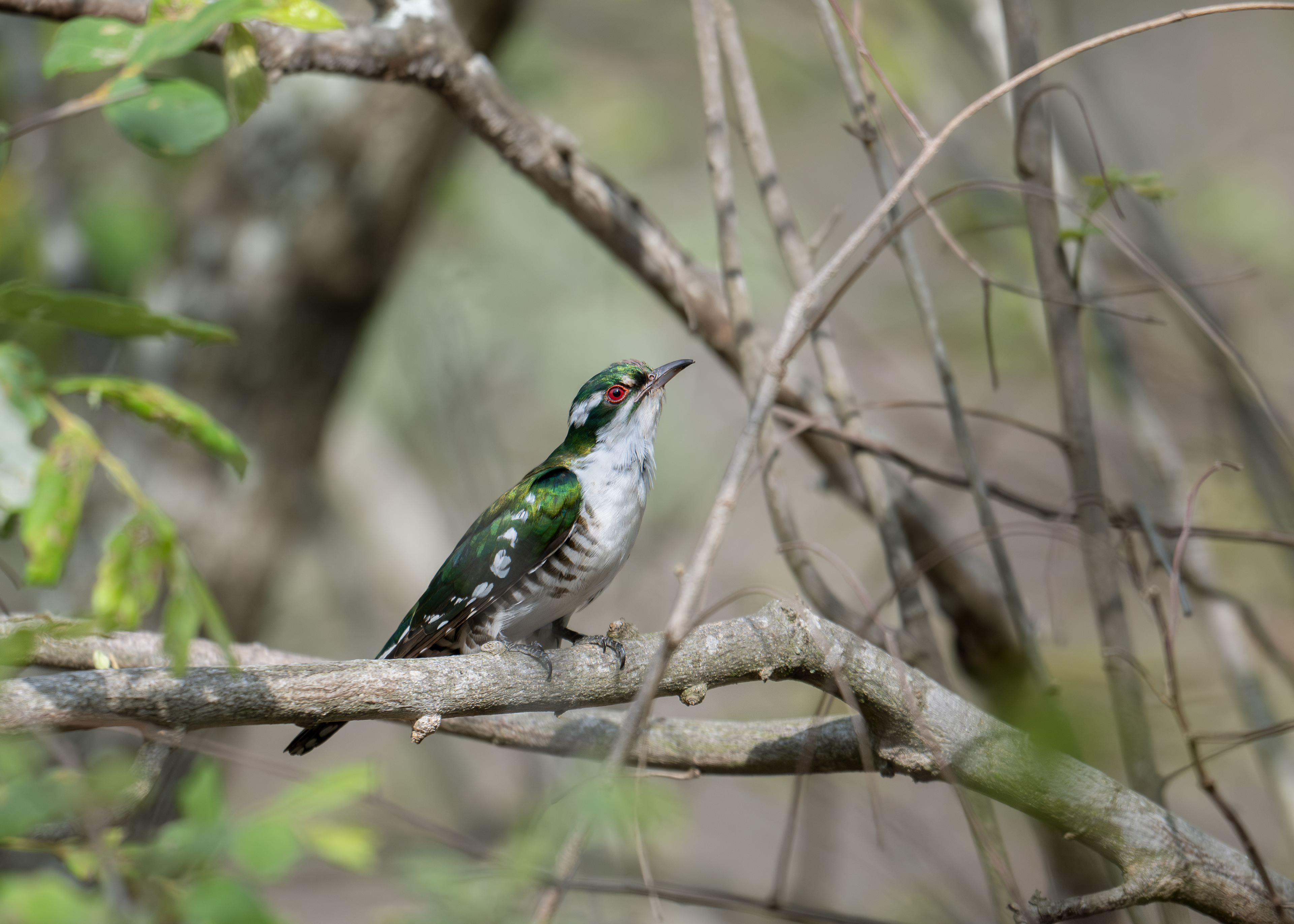 Diederik Cuckoo - Birdsong Lodge - Marloth Park, South Africa