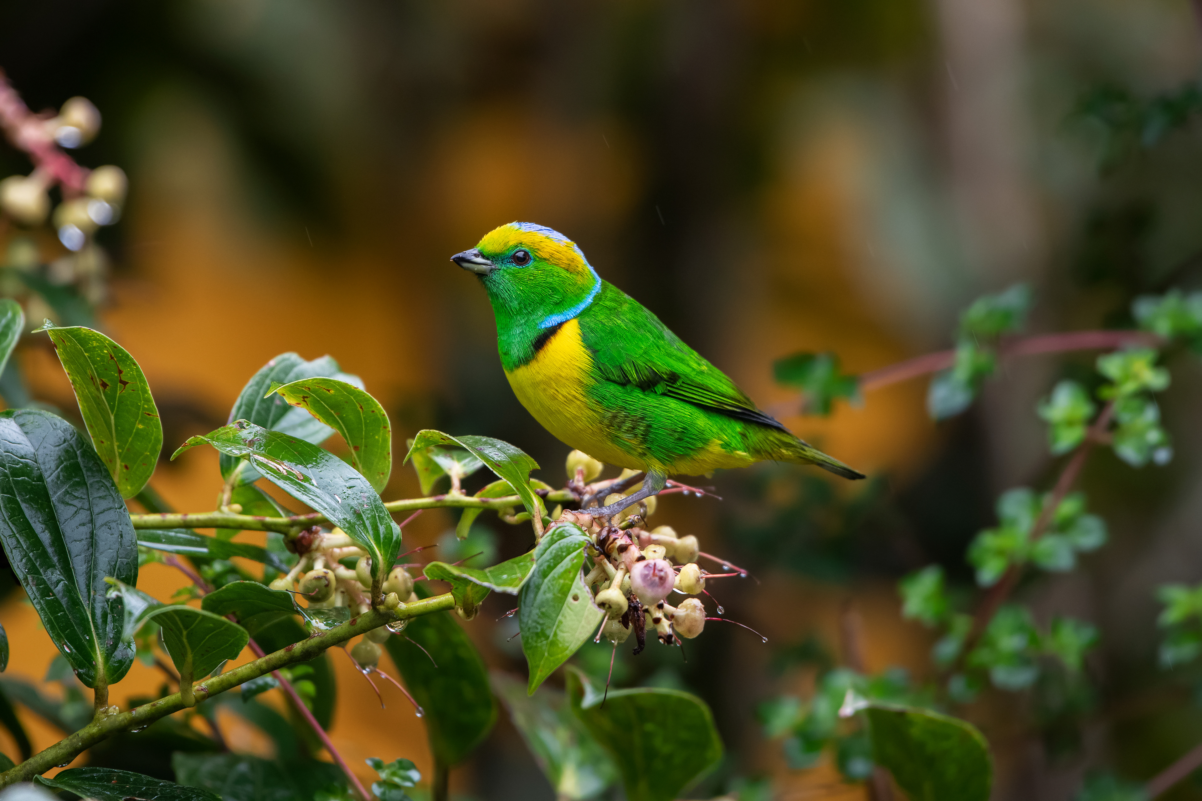 Golden-browed Chlorophonia - Paraiso Quetzal Lodge - Costa Rica.jpg
