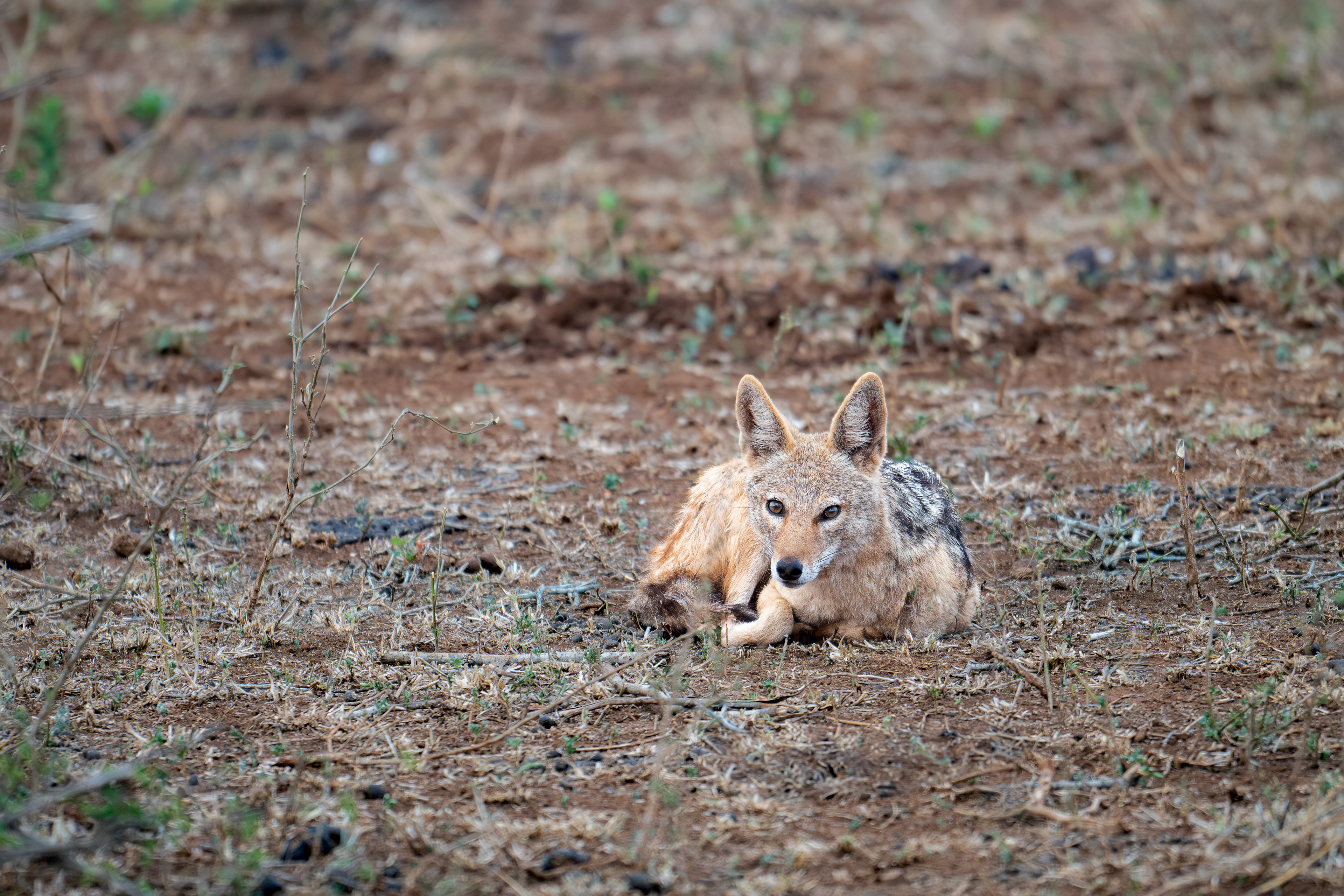 Black-backed Jackel - Kruger National Park - South Africa
