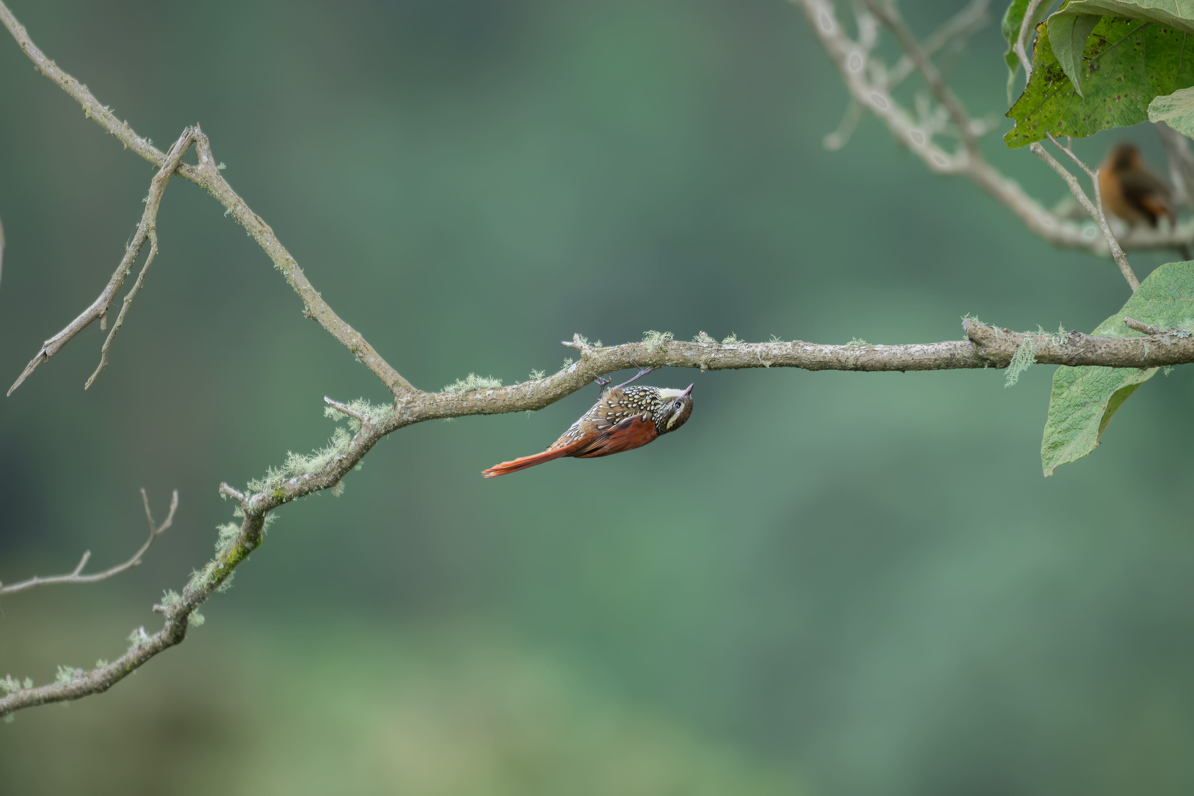 Pearled Treerunner - El Color de mis Rêves Glamping - Caldas, Colombia