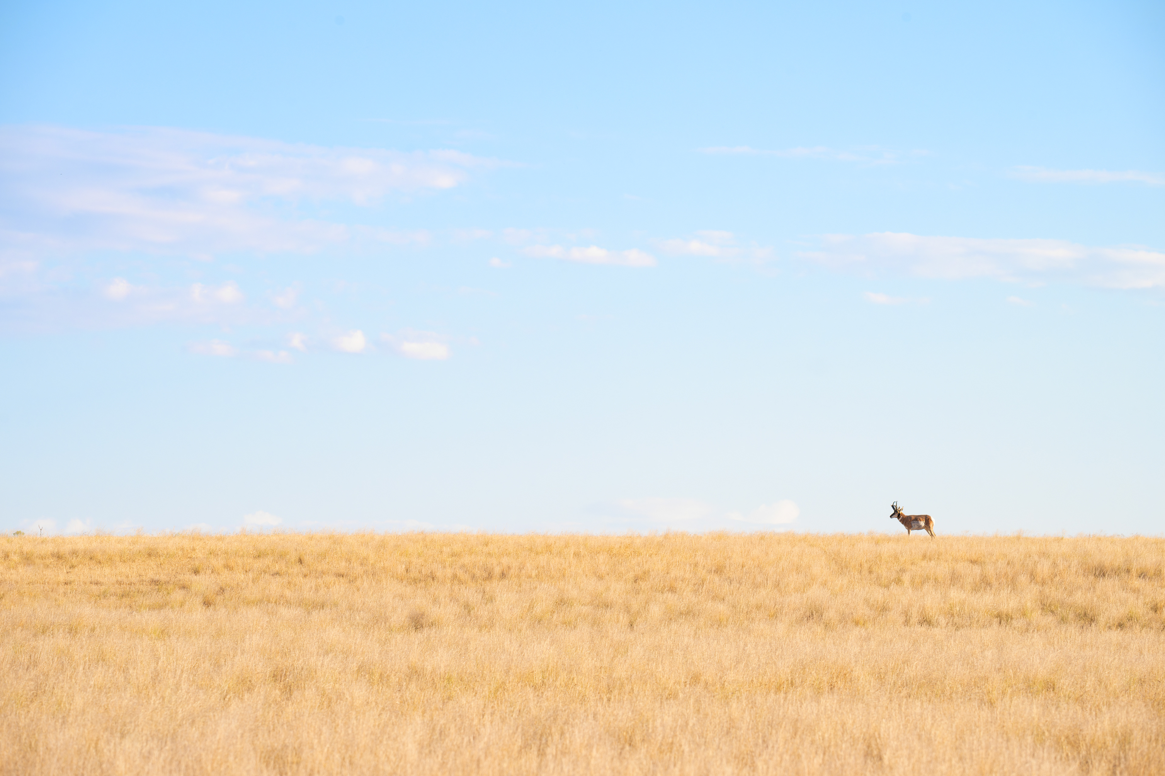 Ponghorn - Bison - Antelope Island - Salt Lake City, Utah
