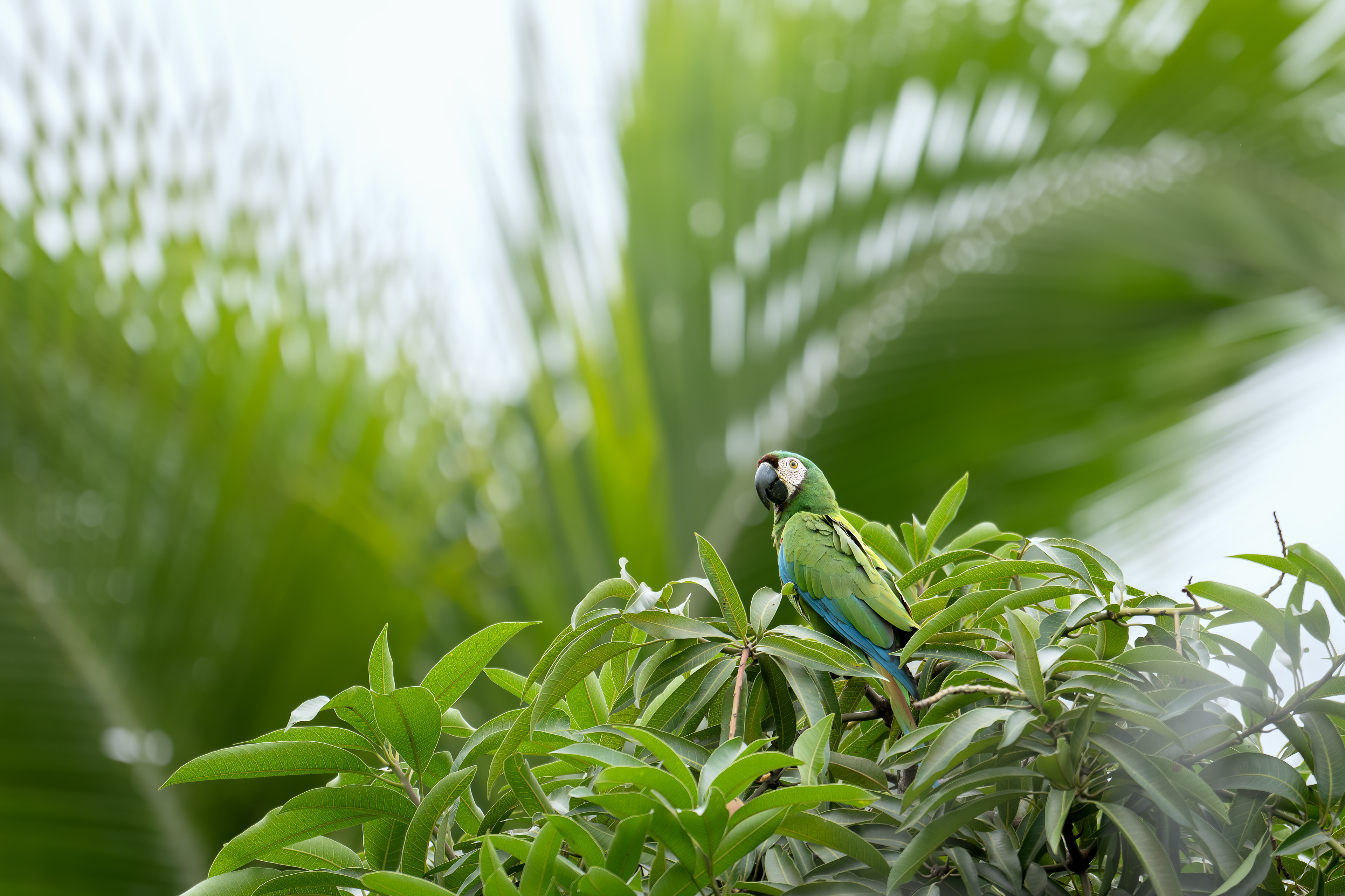 Chestnut-fronted Macaw - Parque del Acueducto - Colonial San Antonio - Cauca, Colombia