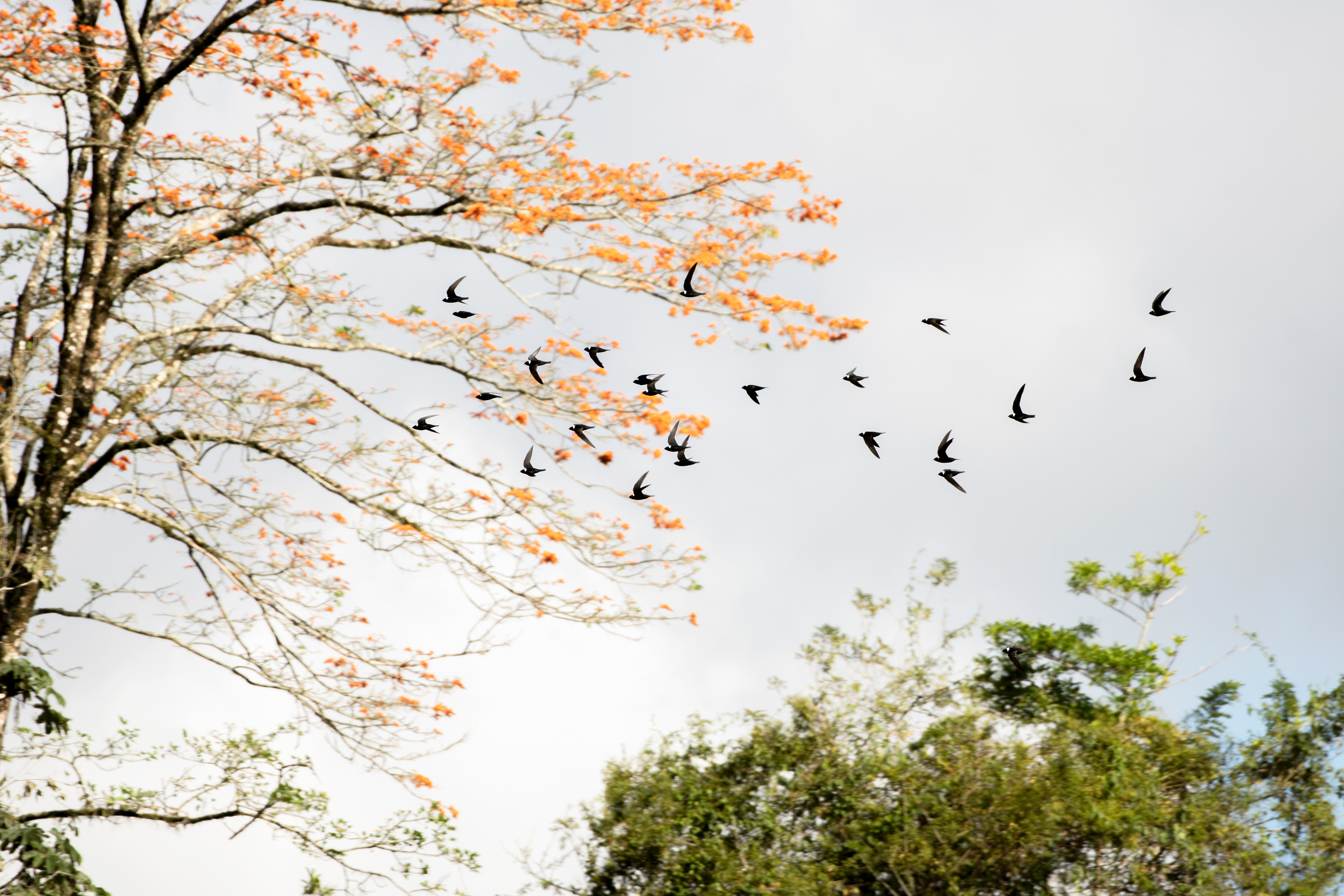 White-collared Swift - Costa Rica