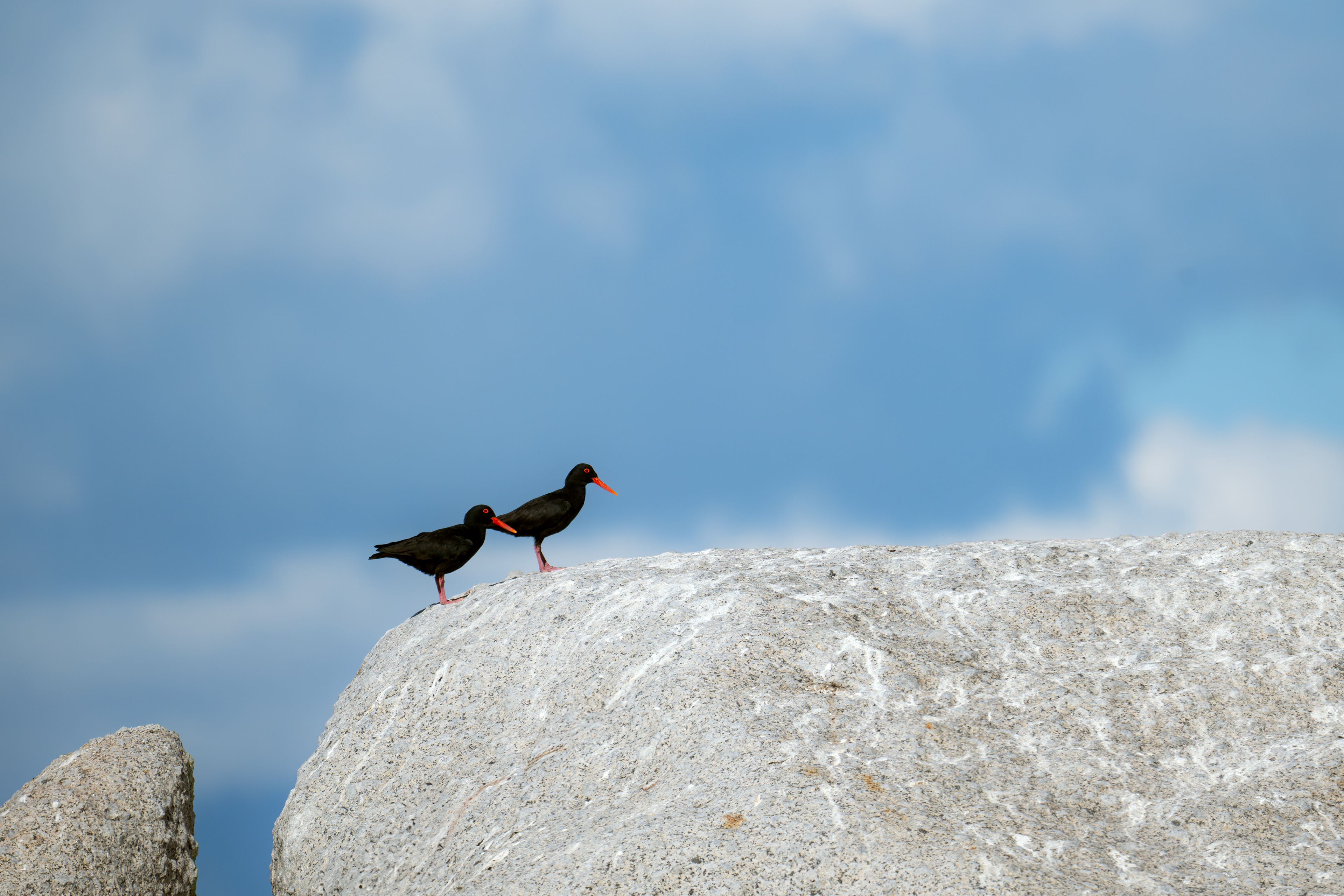 African Oystercatchers - The Cape - South Africa