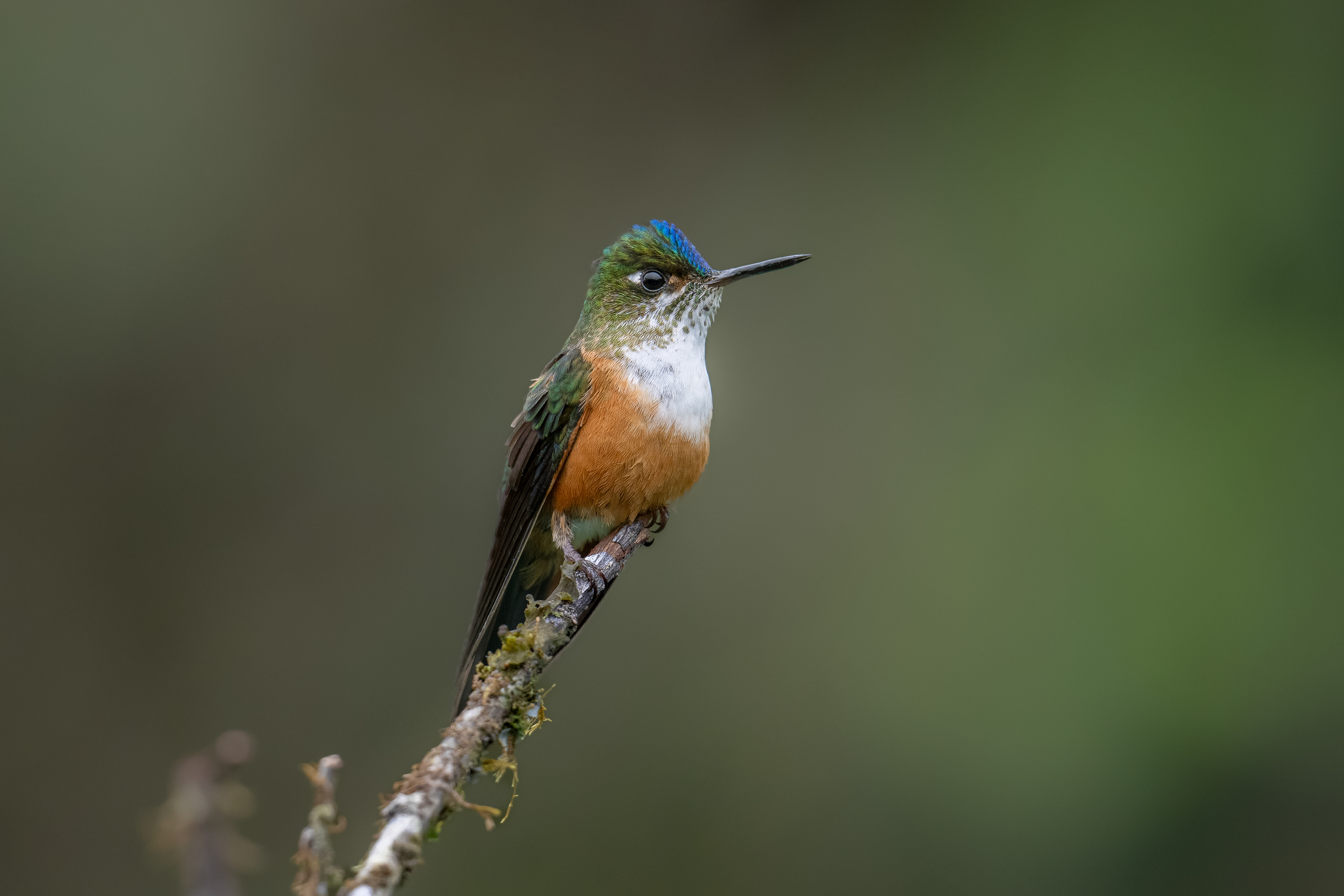 Violet-tailed Sylph - Doña Dora - Cauca, Colombia