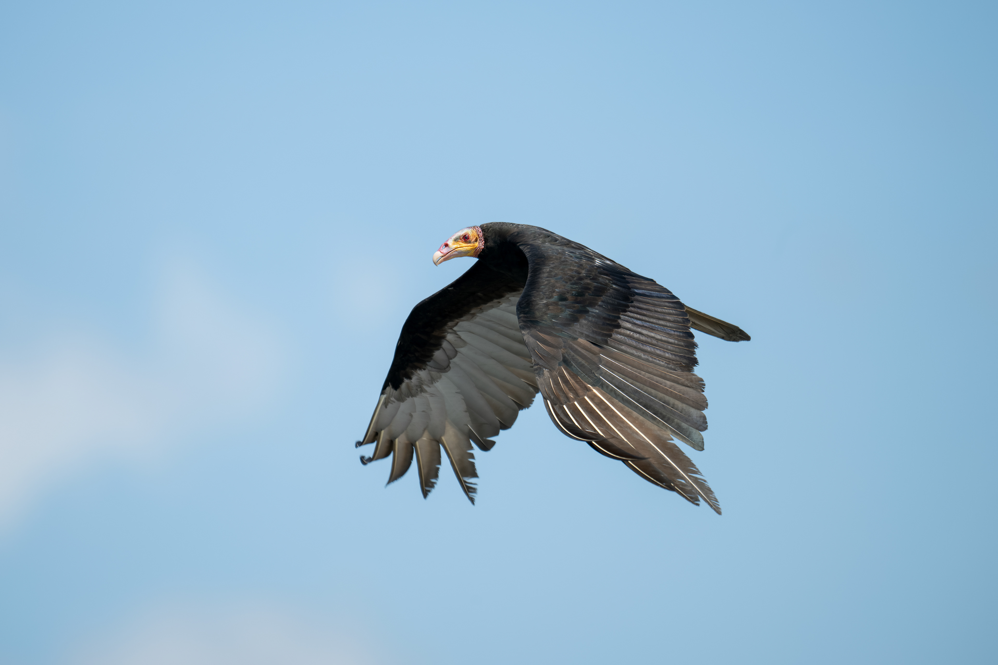 Greater Yellow-headed Vulture - Port of Manuas - Manuas, Brazil