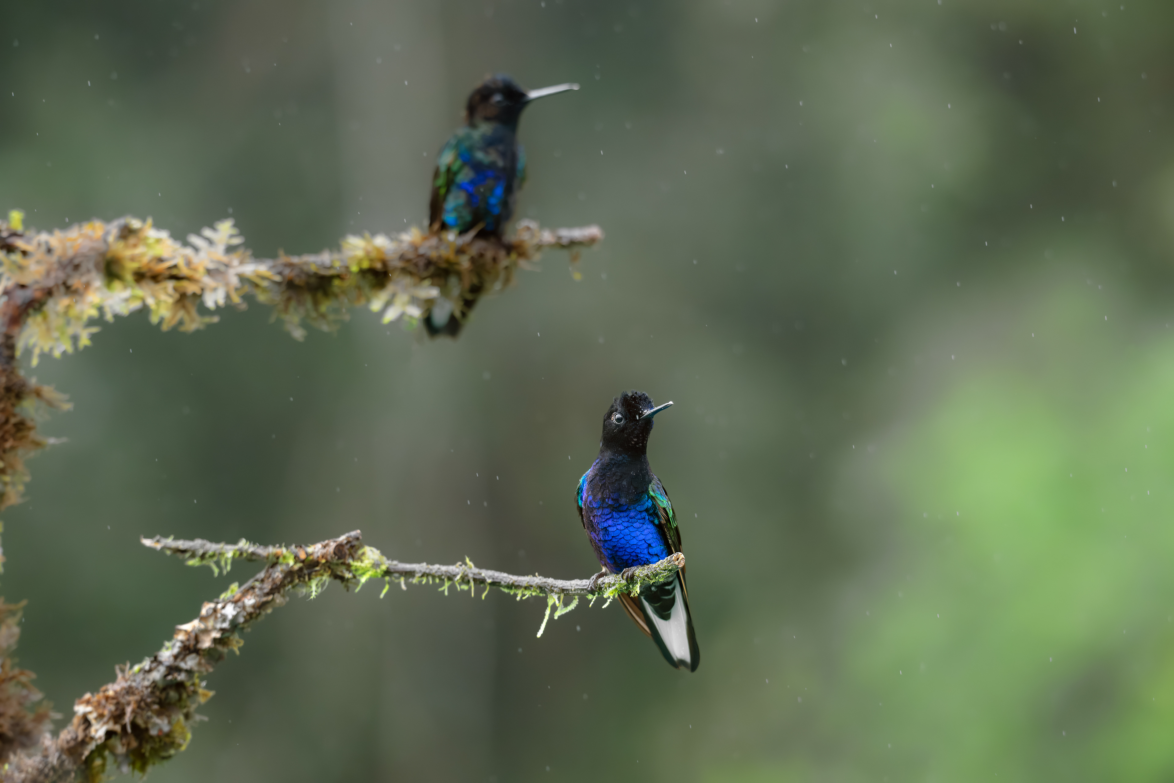Velvet-purple Coronets - Doña Dora - Cauca, Colombia