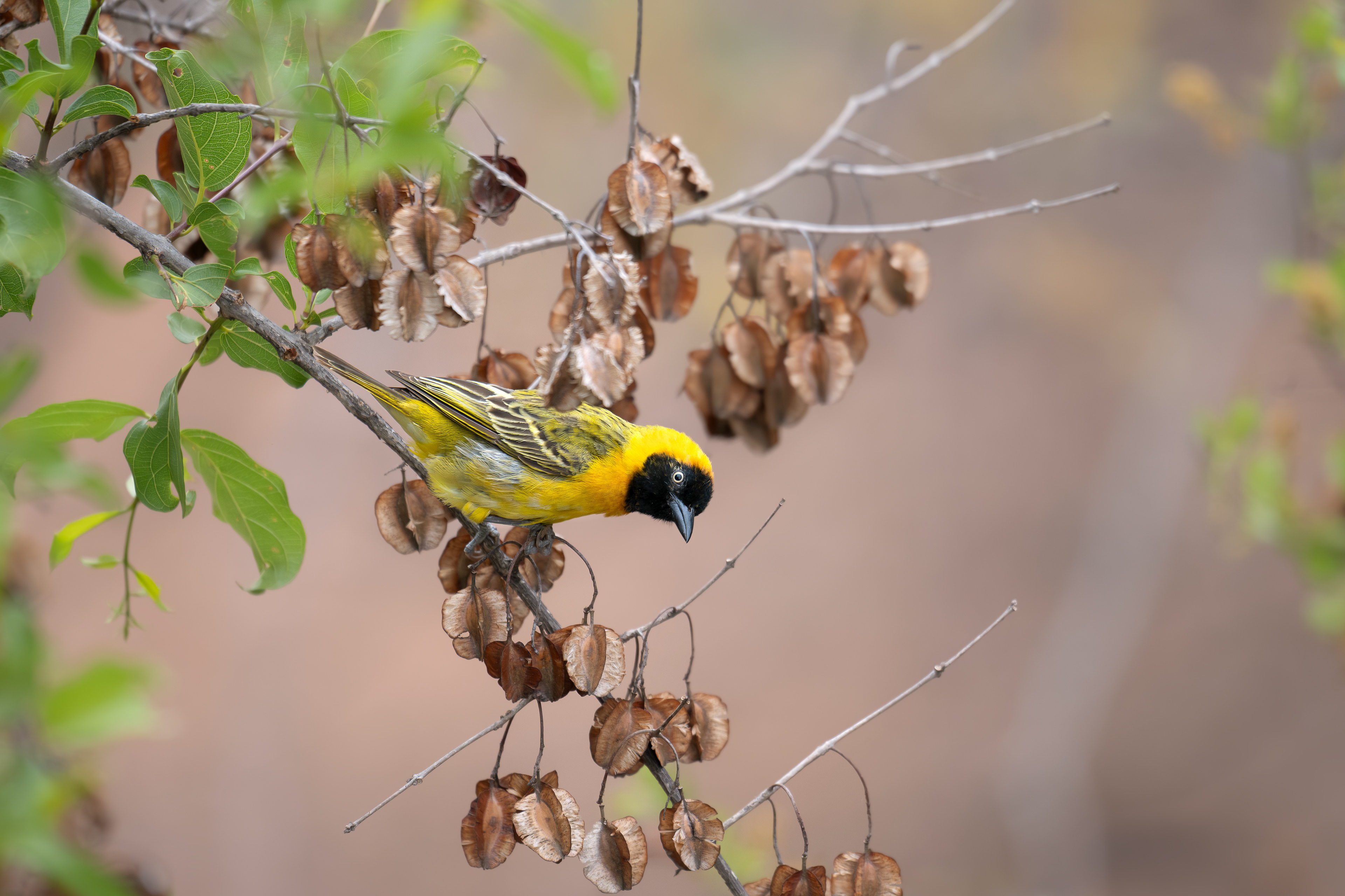 Lesser-masked Weaver - Birdsong Lodge - Marloth Park, South Africa