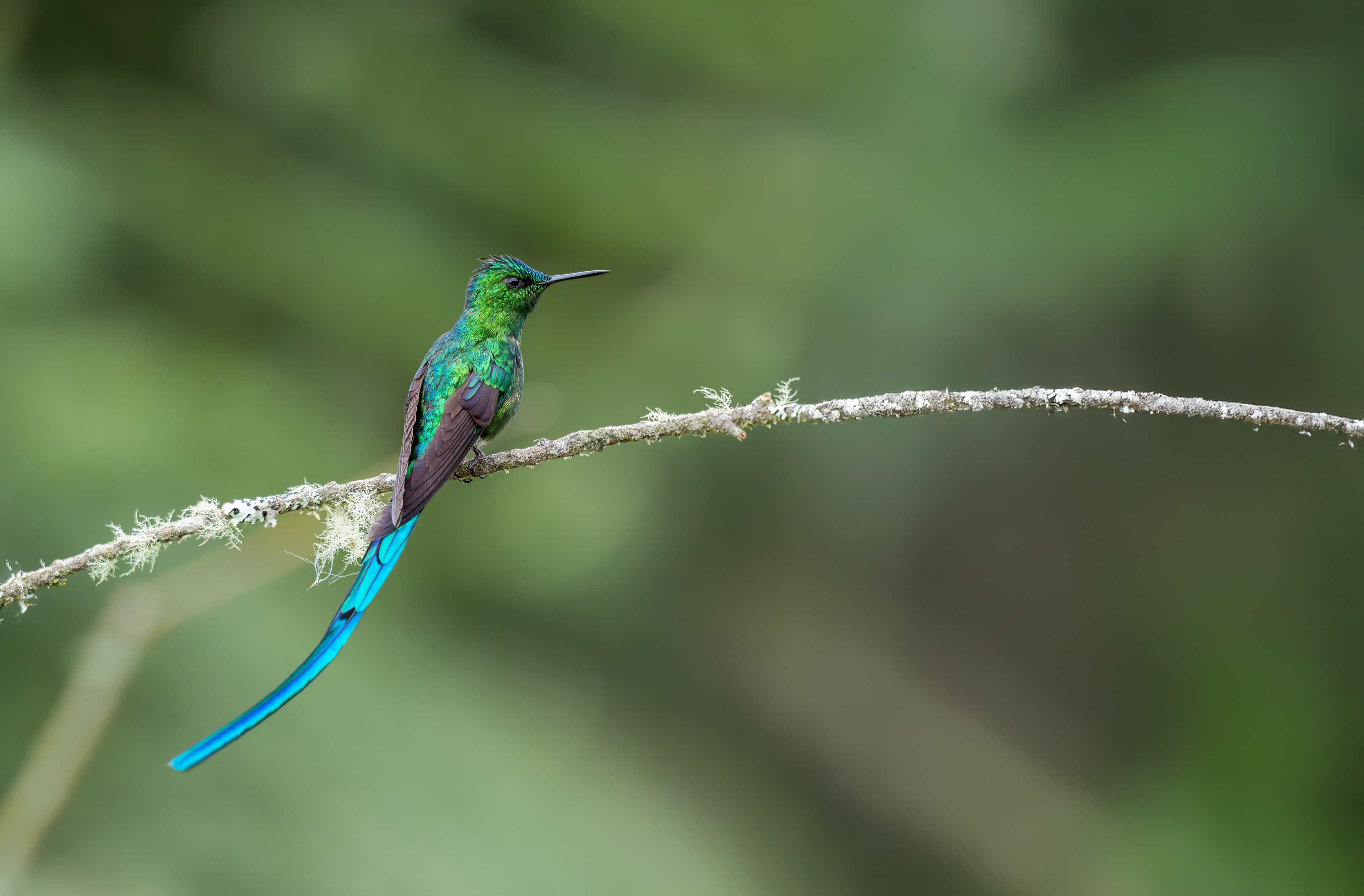Long-tailed Sylph - El Color de mis Rêves Glamping - Caldas, Colombia