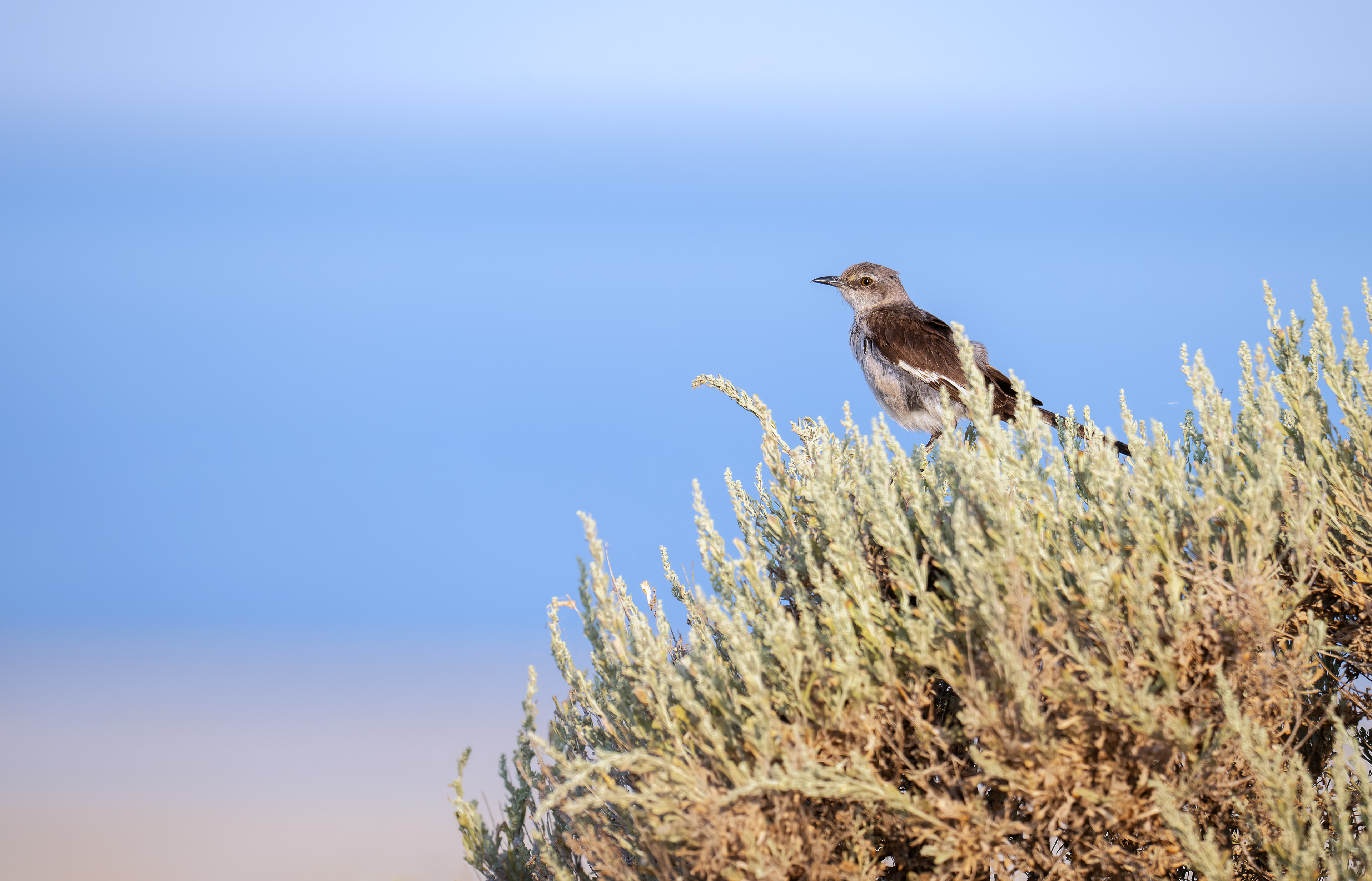 Northern Mockingbird - Antelope Island - Salt Lake City, Utah