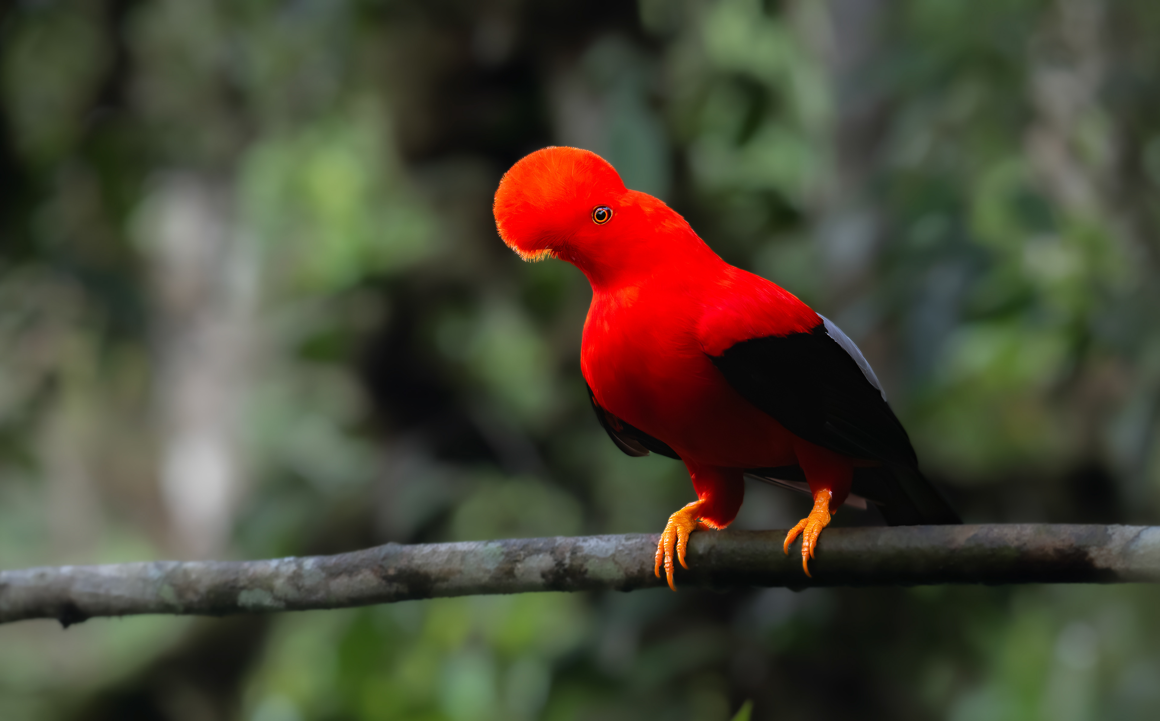 Andean Cock-of-the-Rock - male - Doña Dora, Colombia
