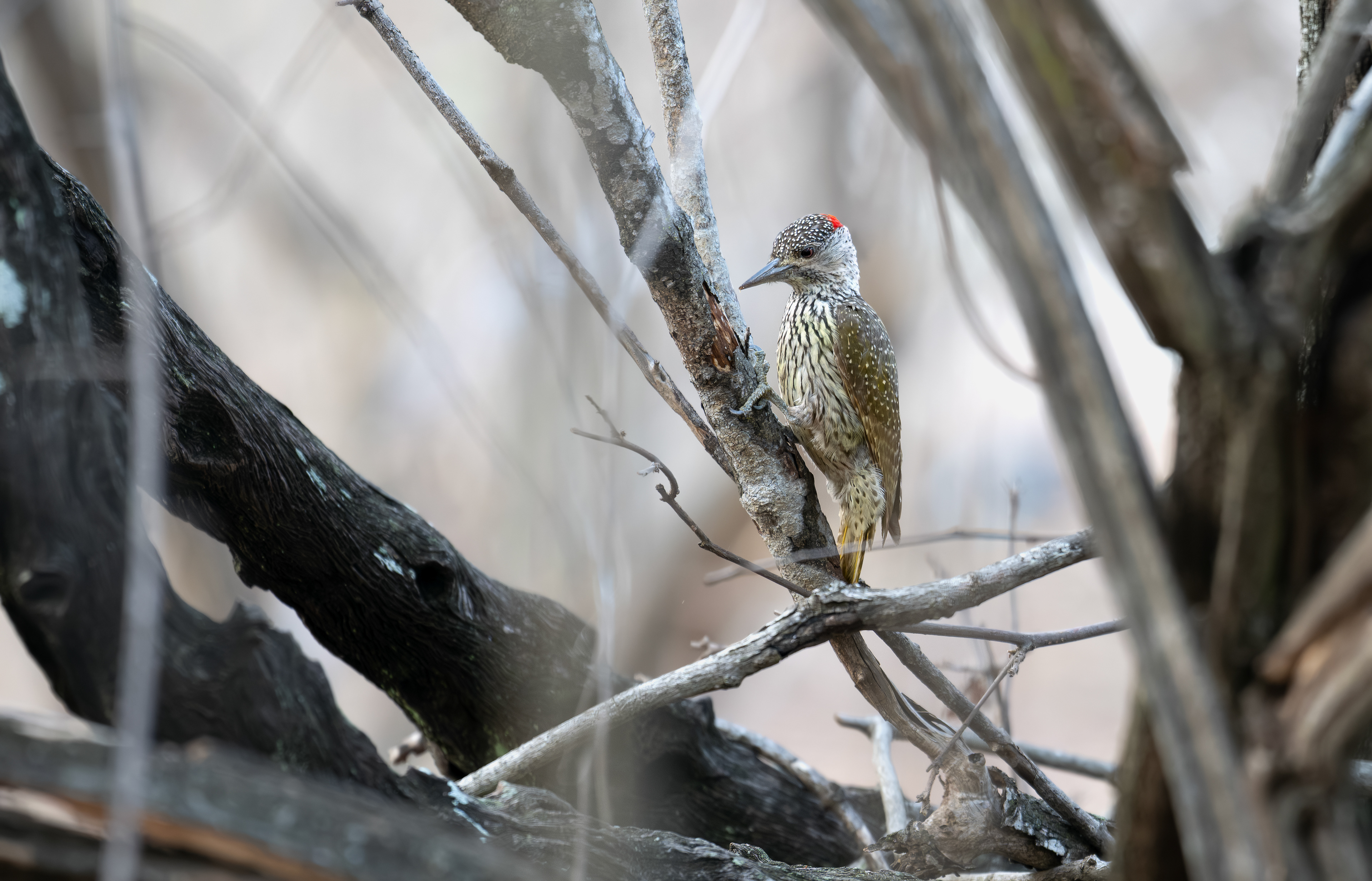 Golden-tailed Woodpecker - Birdsong Lodge - Marloth Park, South Africa
