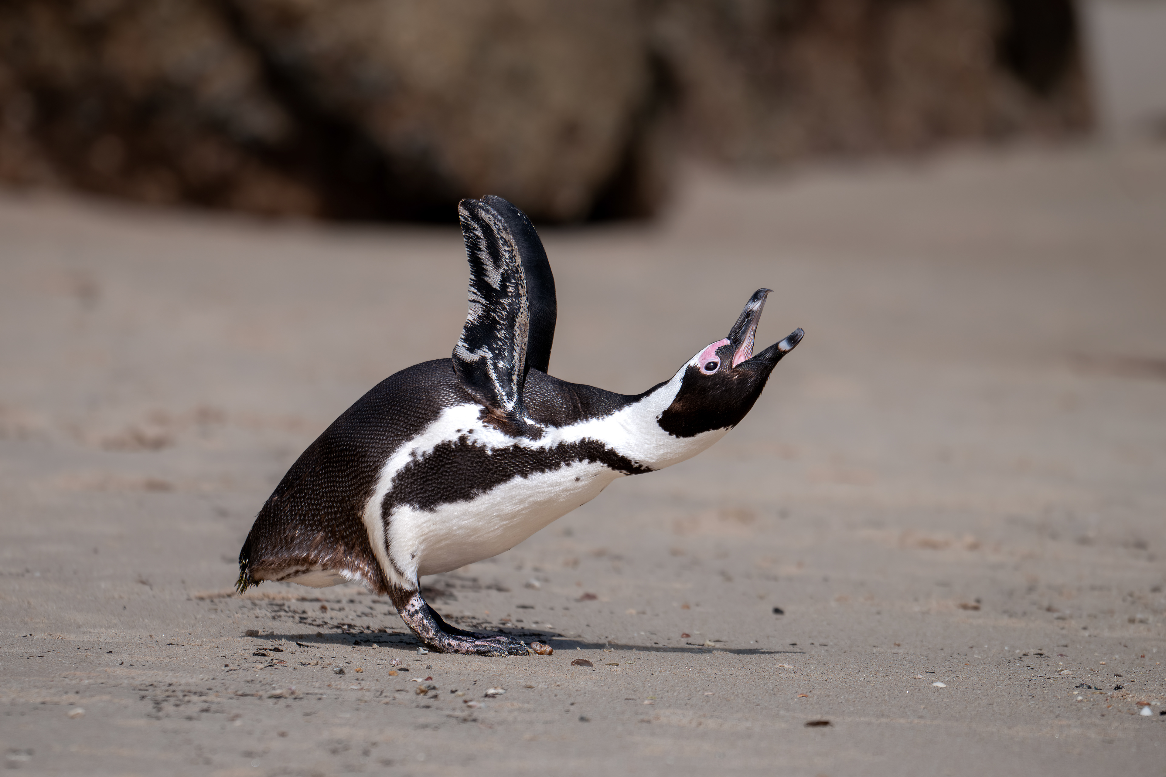 African Penguin - adult - Boulders Beach - The Cape - South Africa