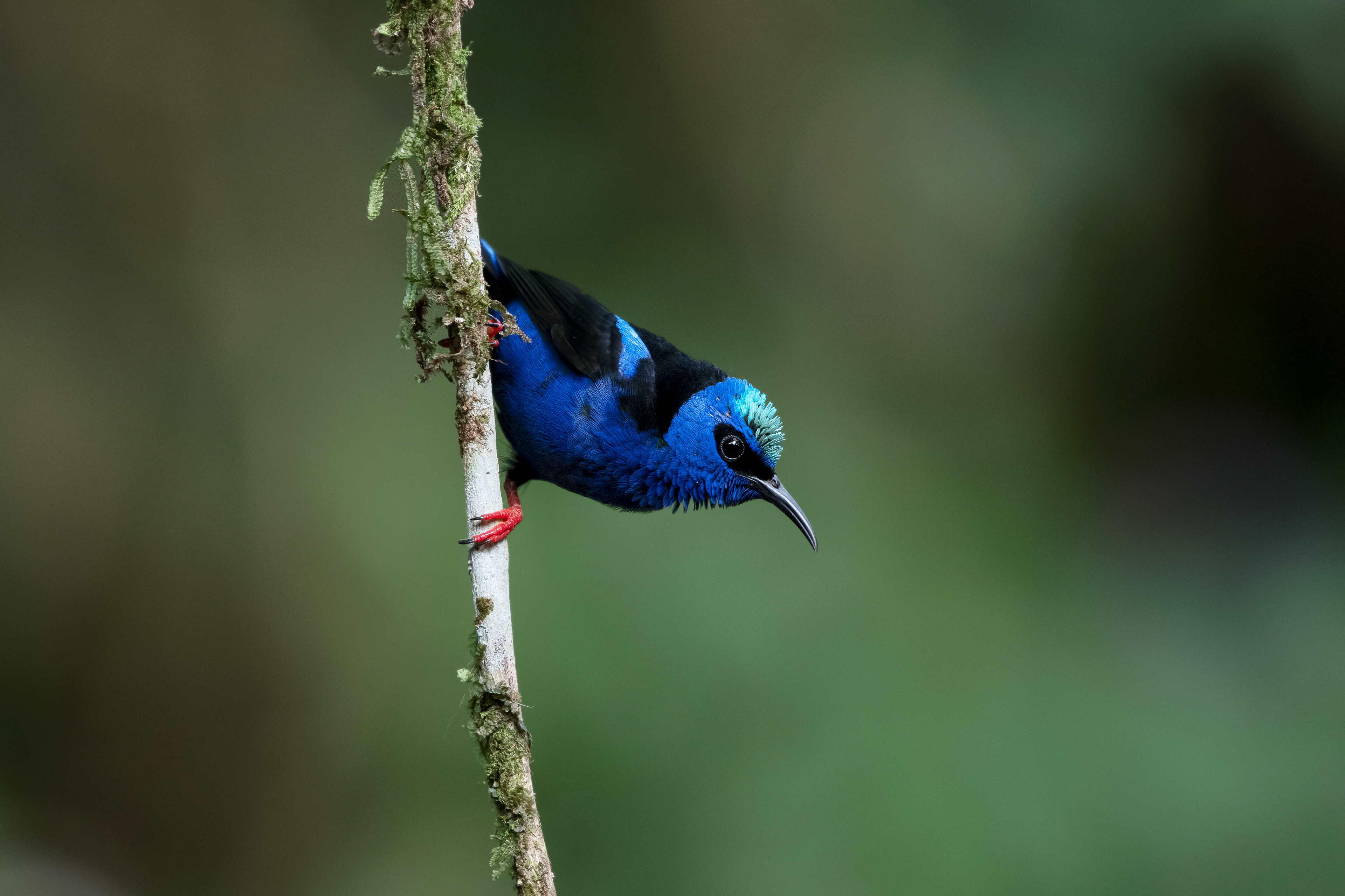 Red-legged Honeycreeper - male -Donde Cope - Costa Rica