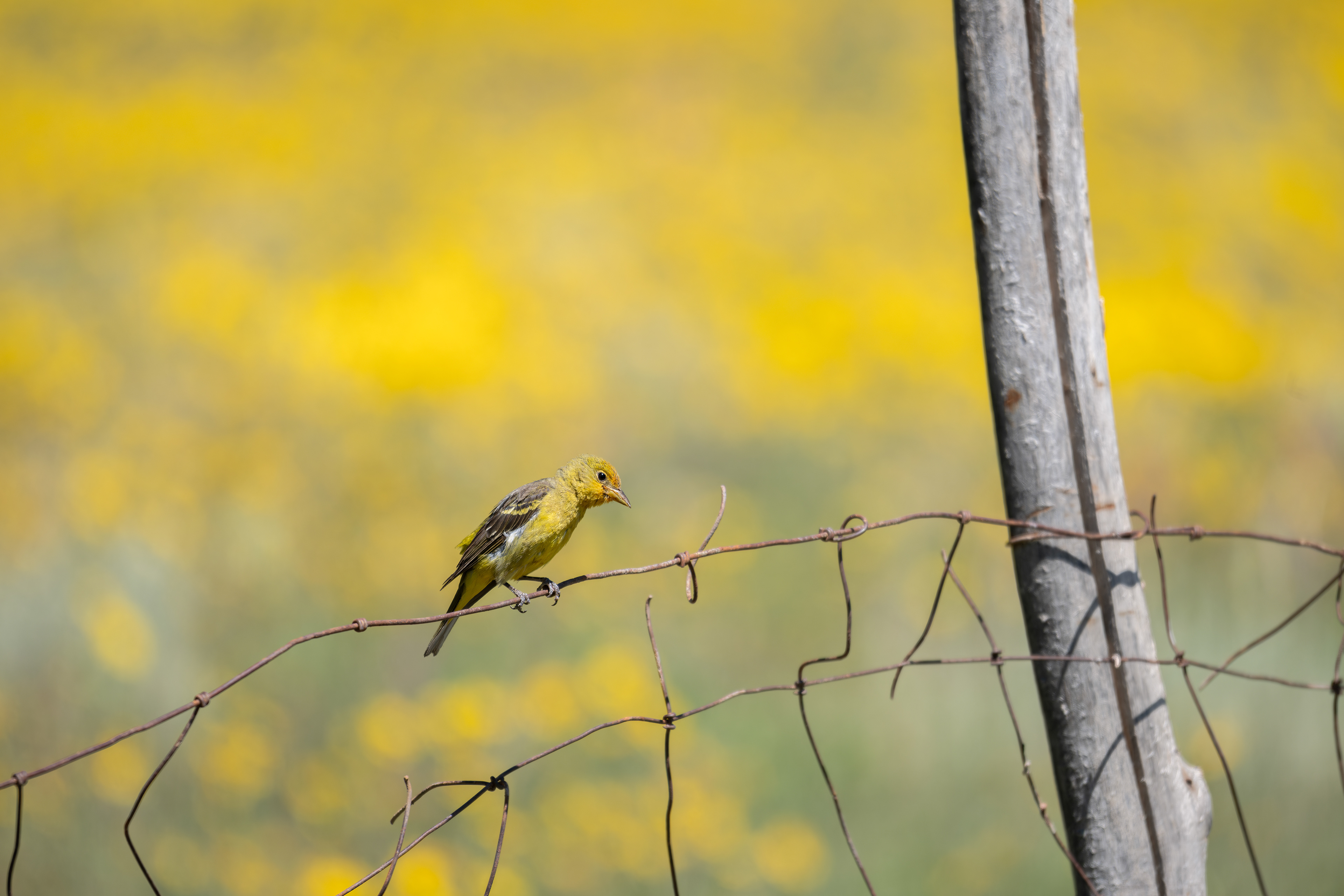 Western Tanager - Bear River MBR - Box Elder County, Utah