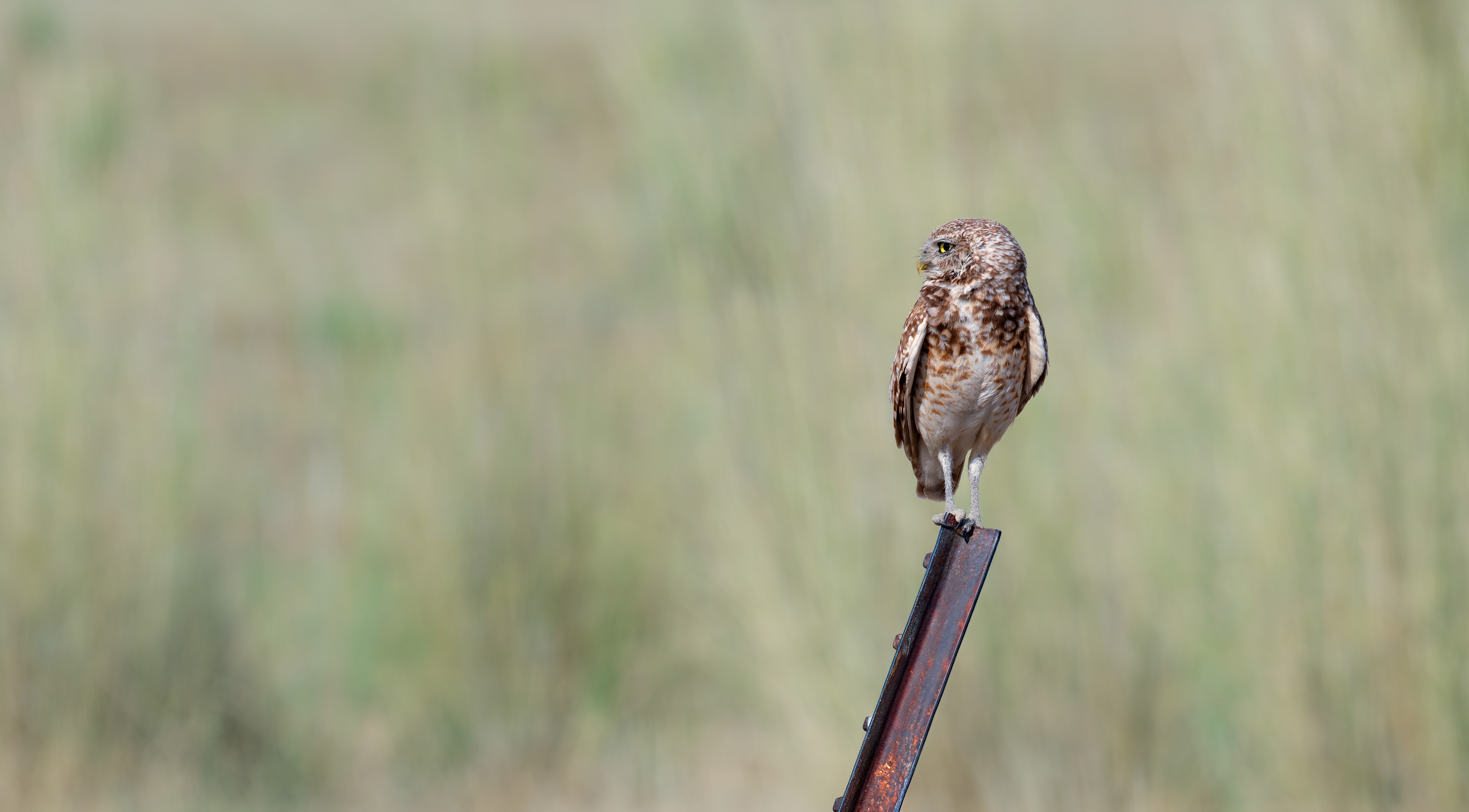 Burrowing Owl - Antelope Island - Salt Lake City, Utah