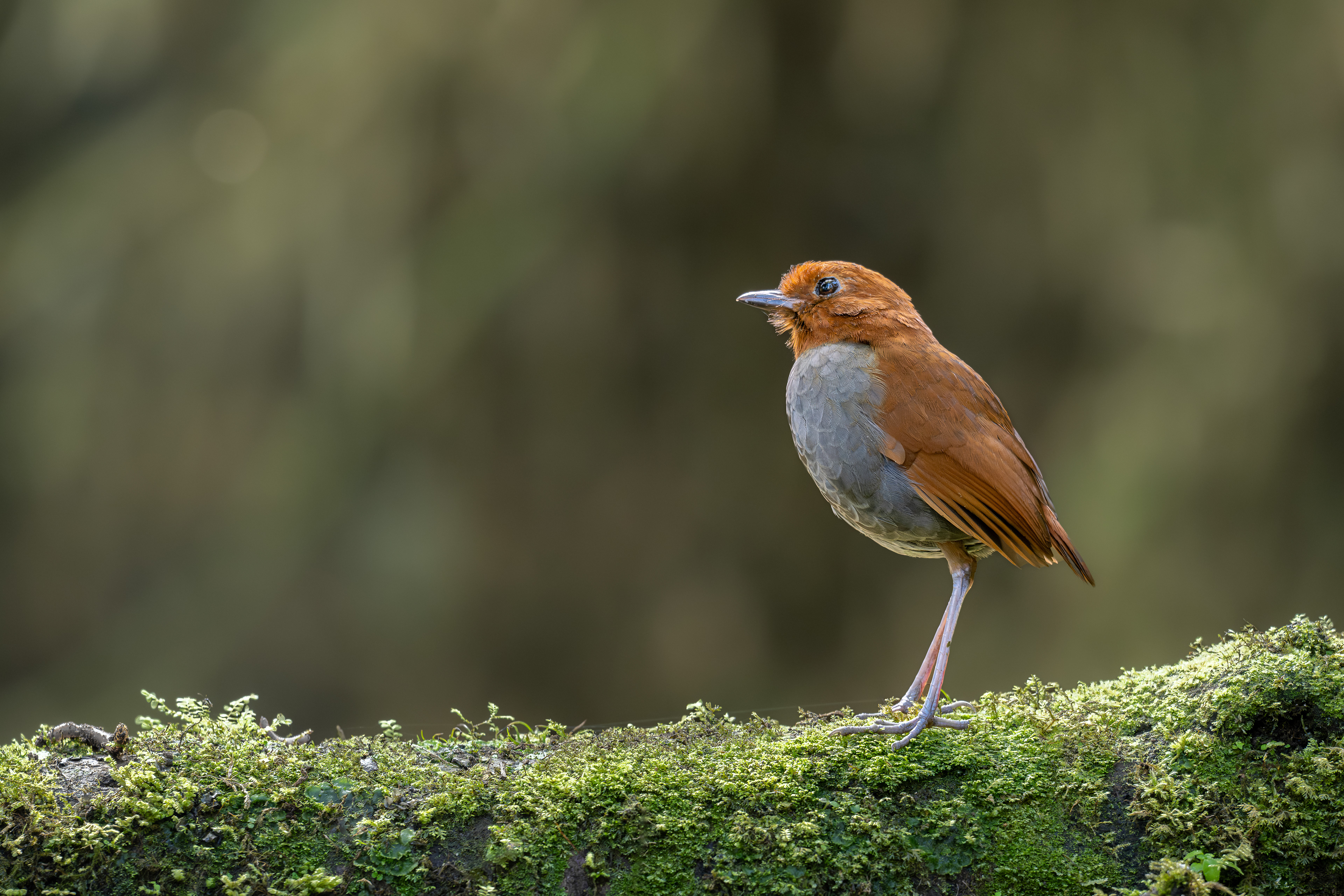 Bicolored Antpitta - El Color de mis Rêves Glamping - Caldas, Colombia