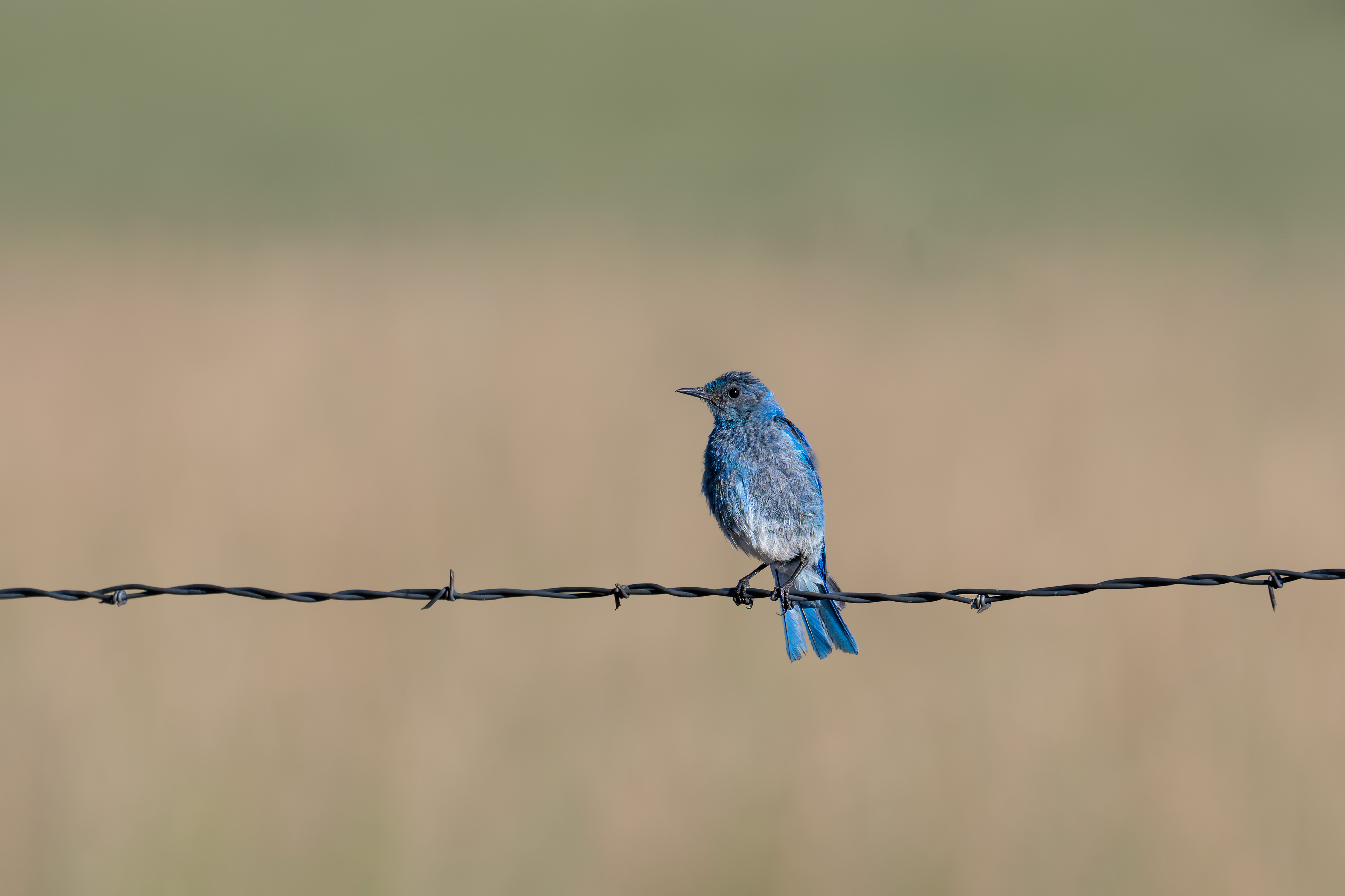 Mountain Bluebird - Kolob Creek Waterfall - Washington County, Utah