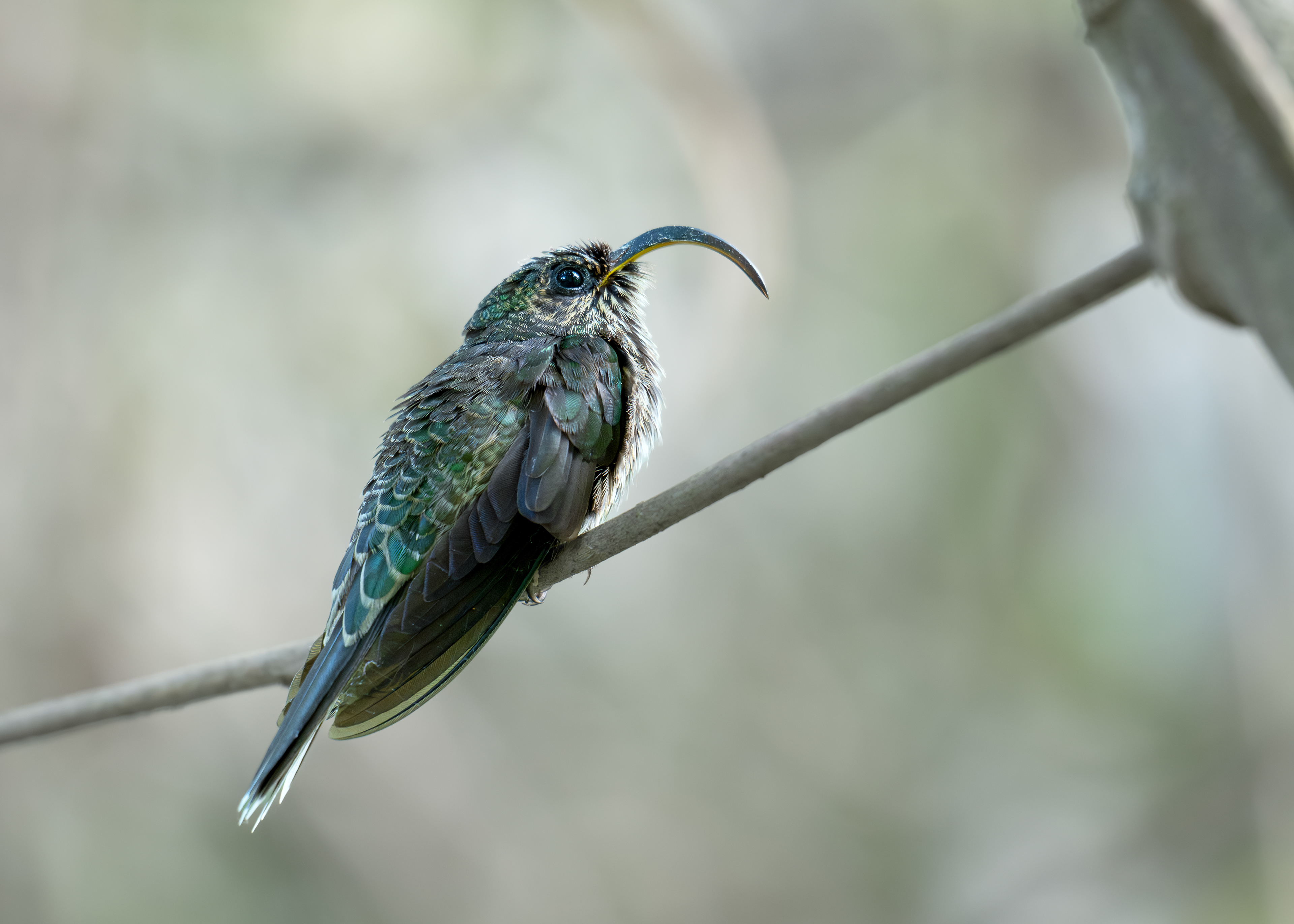 White-tipped Sicklebill - RN El Retorno de los Colibríes - Tolima, Colombia