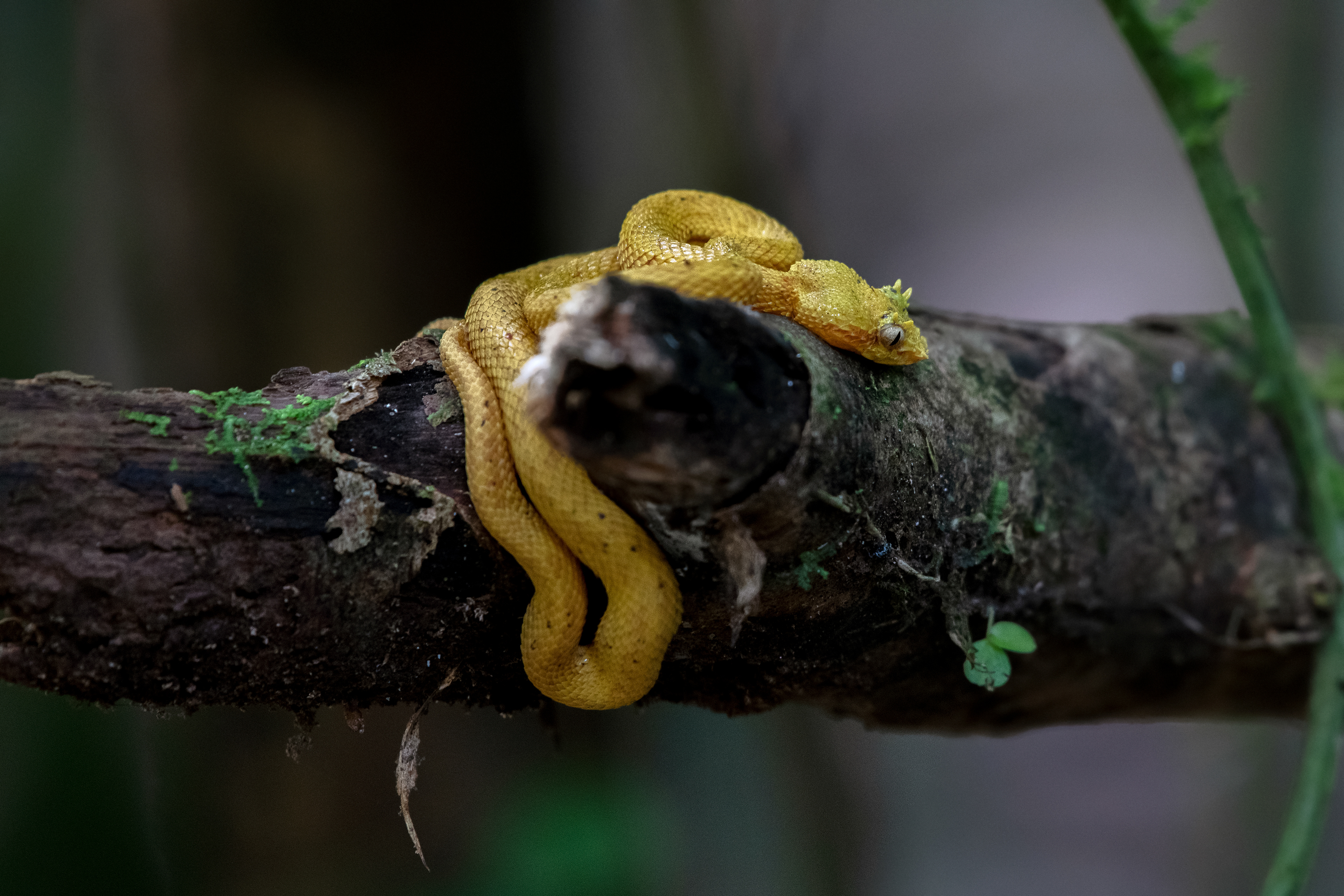 Eyelash Viper - La Selva OTS - Costa Rica