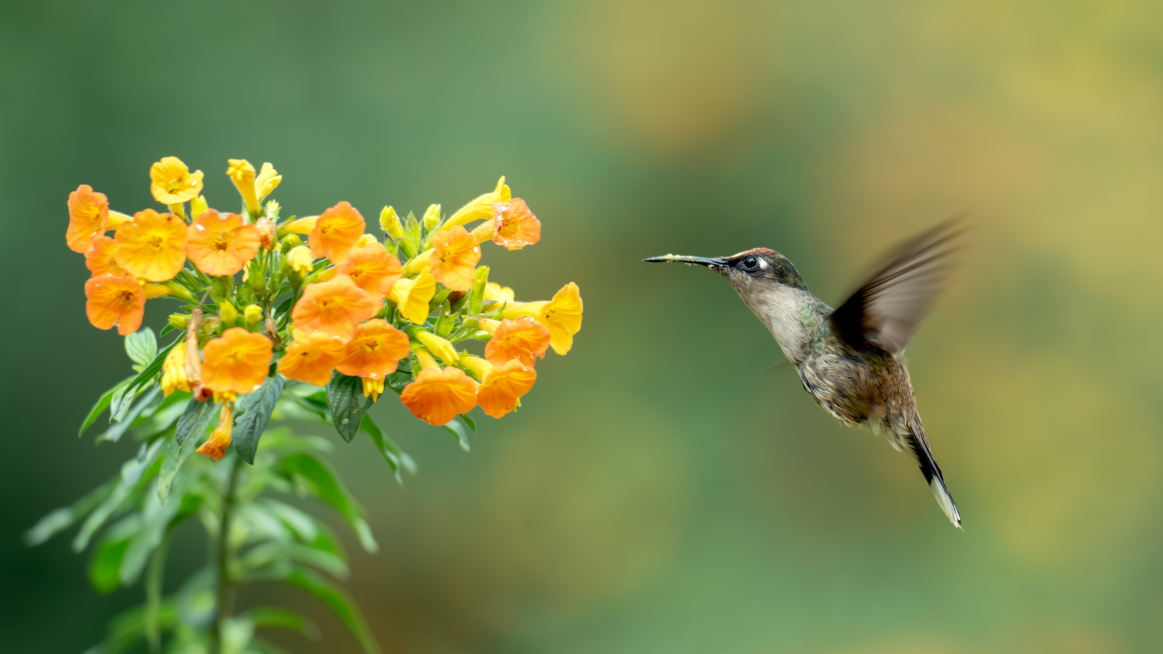 Tolima Blossomcrown - El Retorno de los Colibríes - Colombia