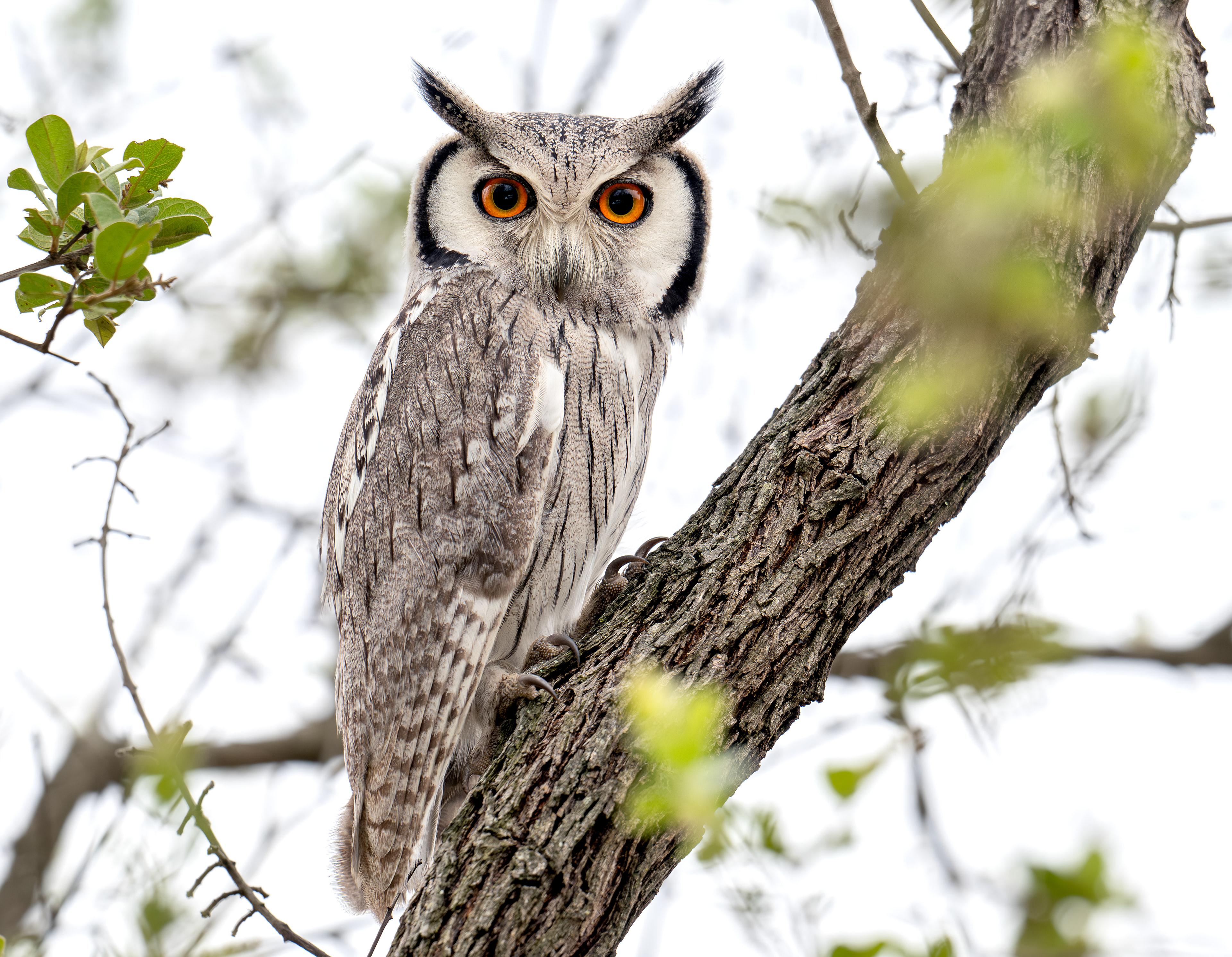 White-faced Owl - Kruger National Park, South Africa