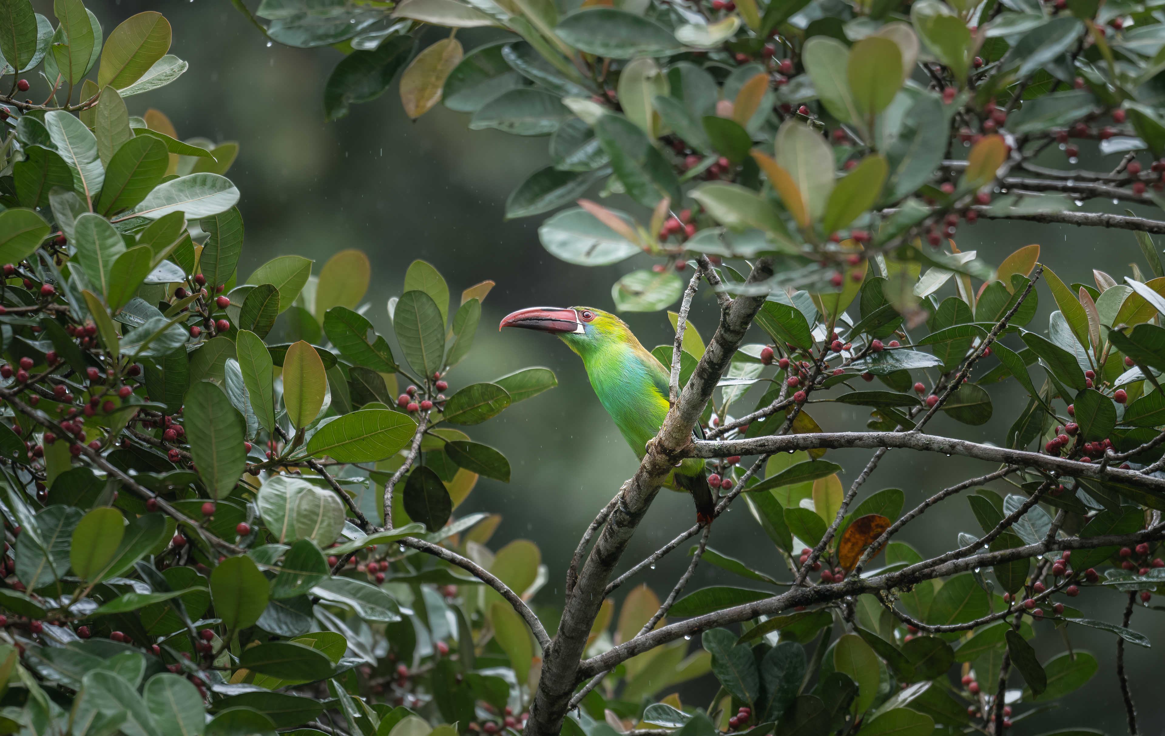 Southern Emerald-Toucanet - Doña Dora - Cauca, Colombia
