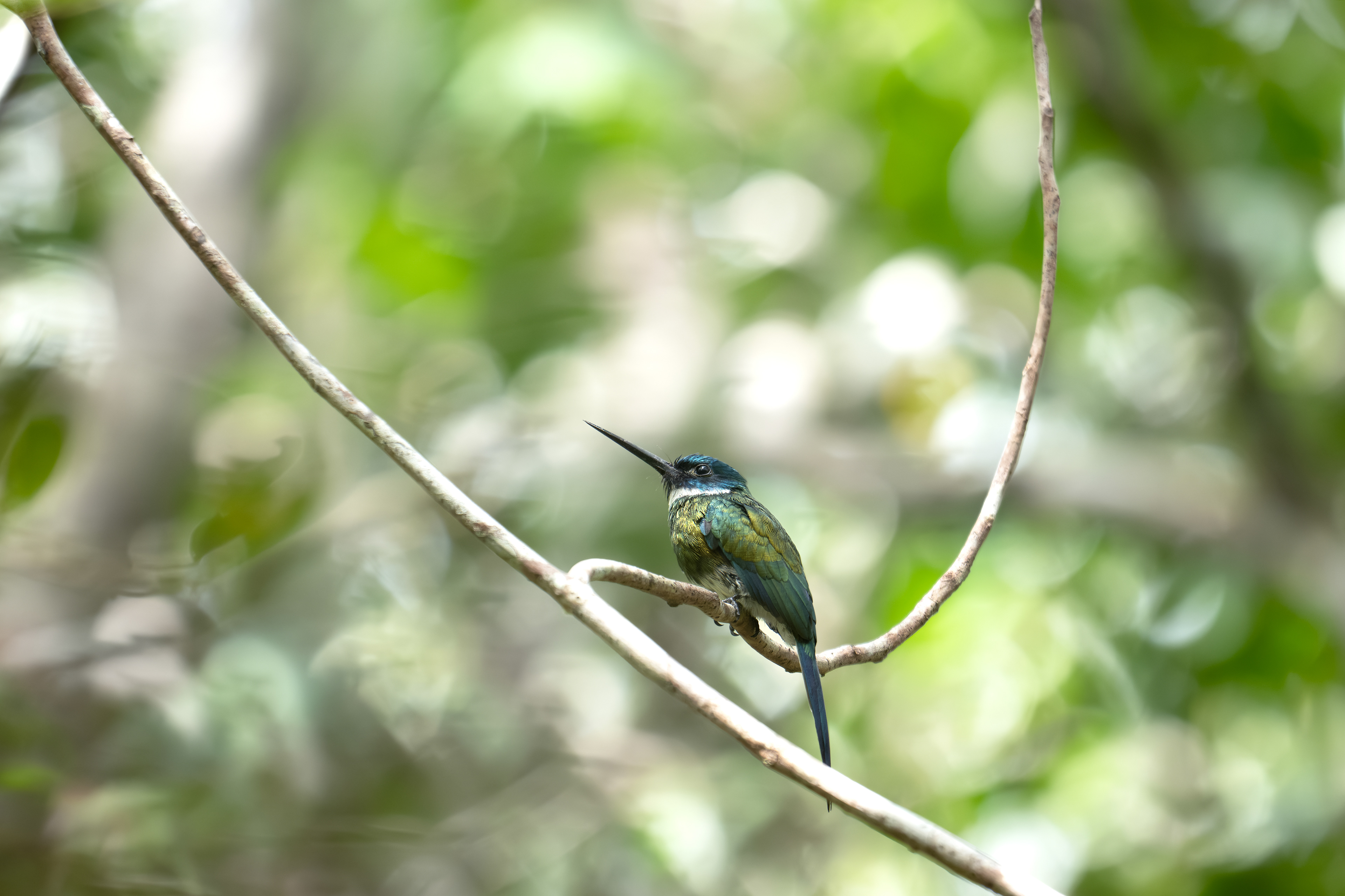 Bronzy Jacamar - Presidente Figueiredo, Brazil
